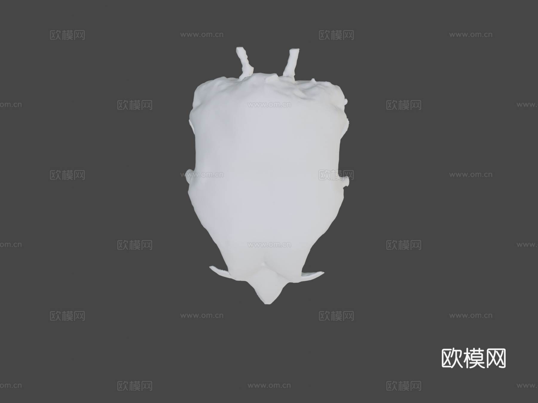 鸡头骨3d模型