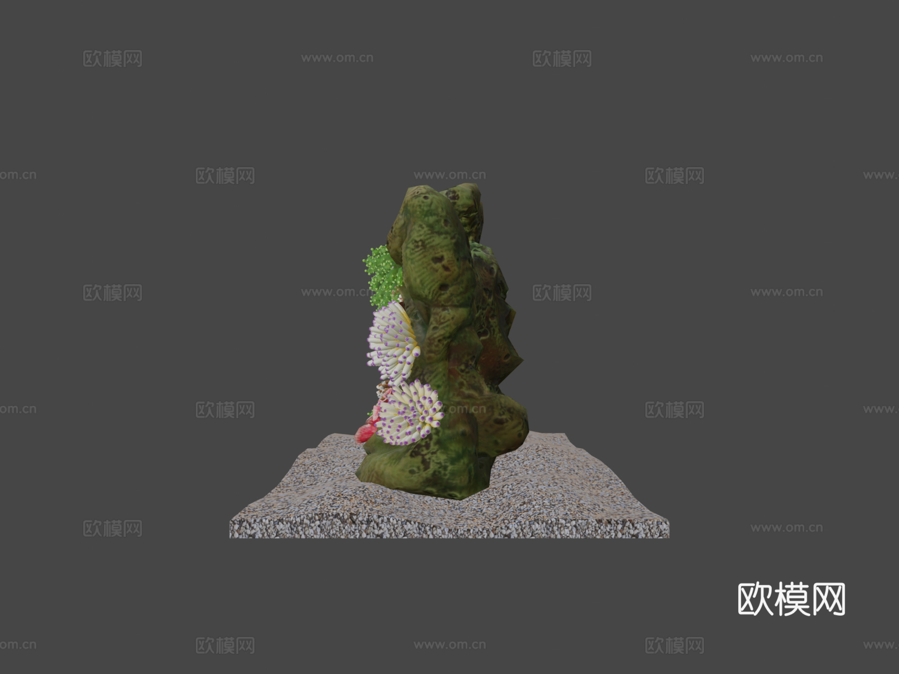珊瑚礁3d模型