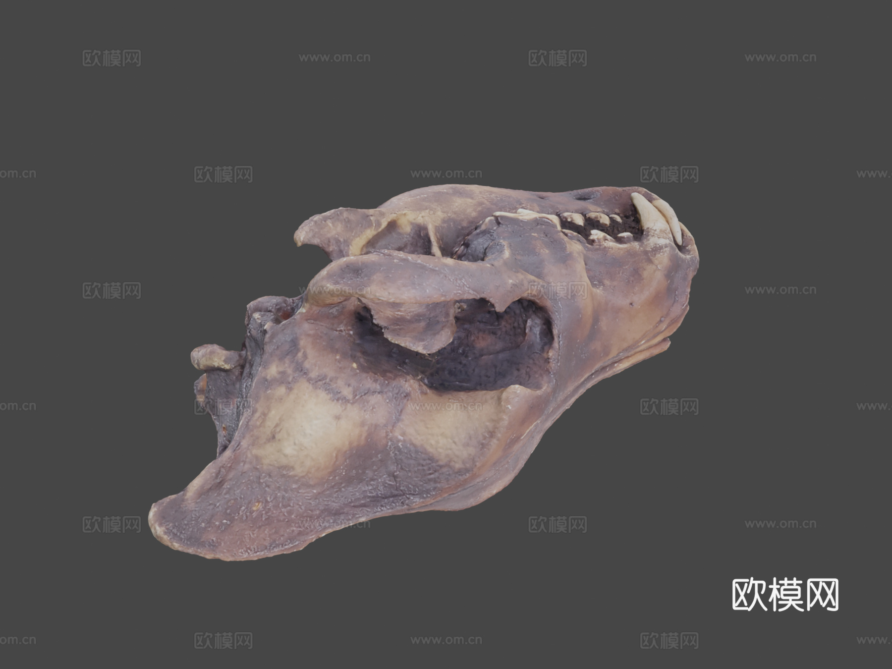 恐狼头骨3d模型