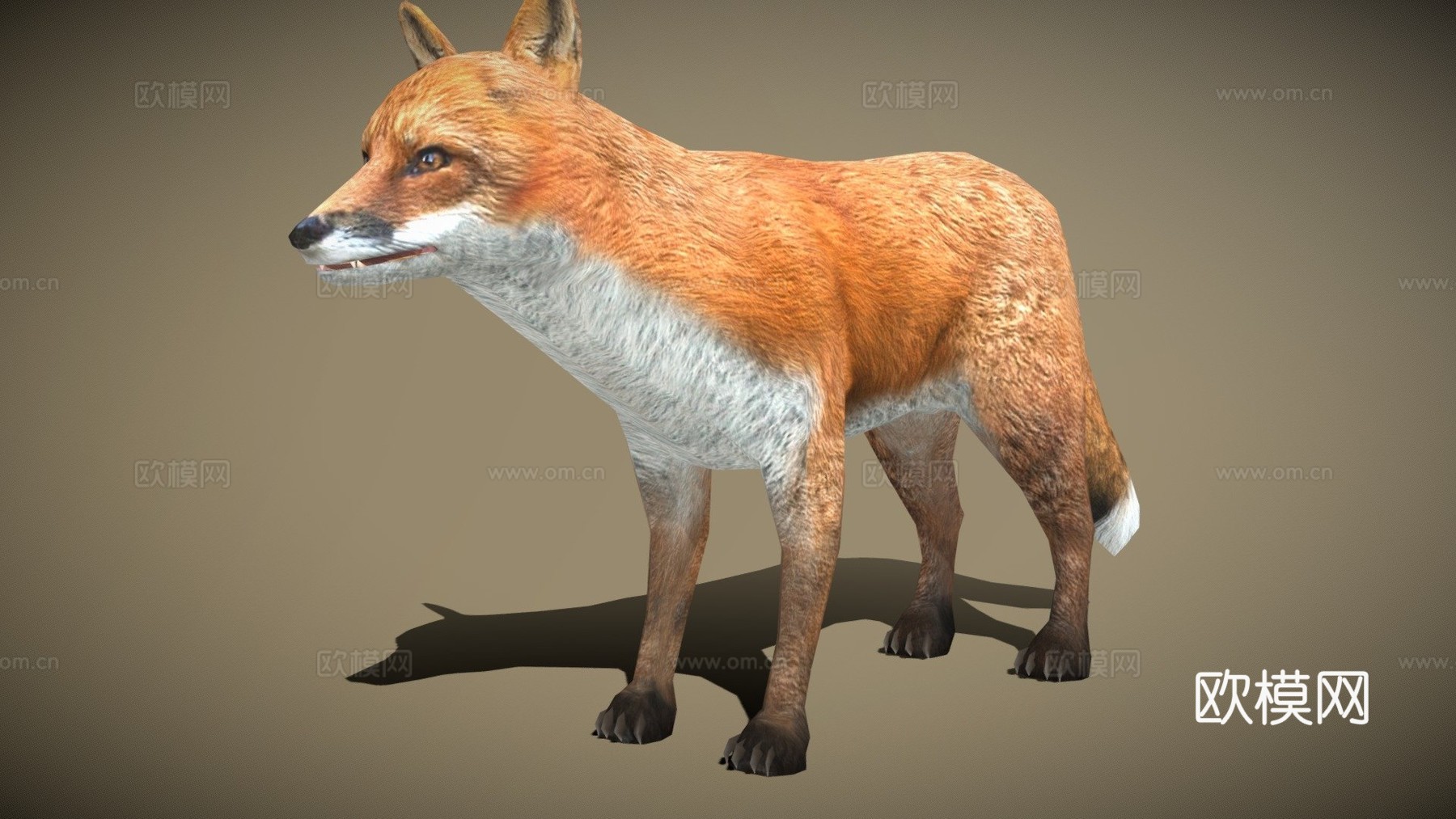 DRT-野生动物-狐狸3d模型