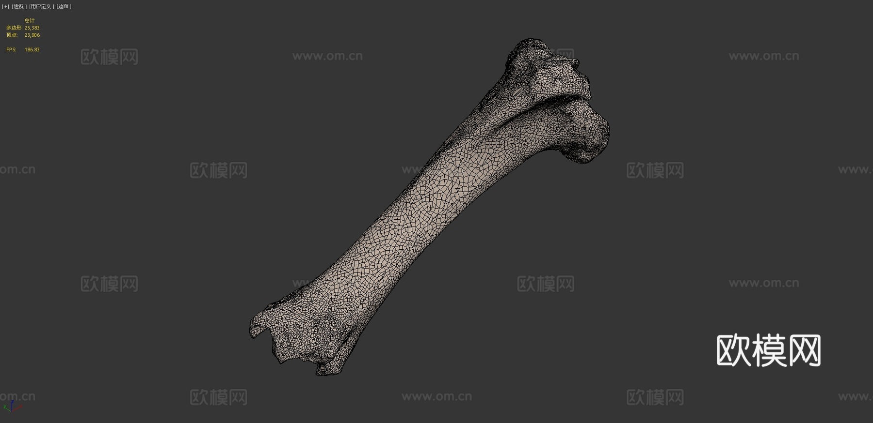 胫骨牛3d模型