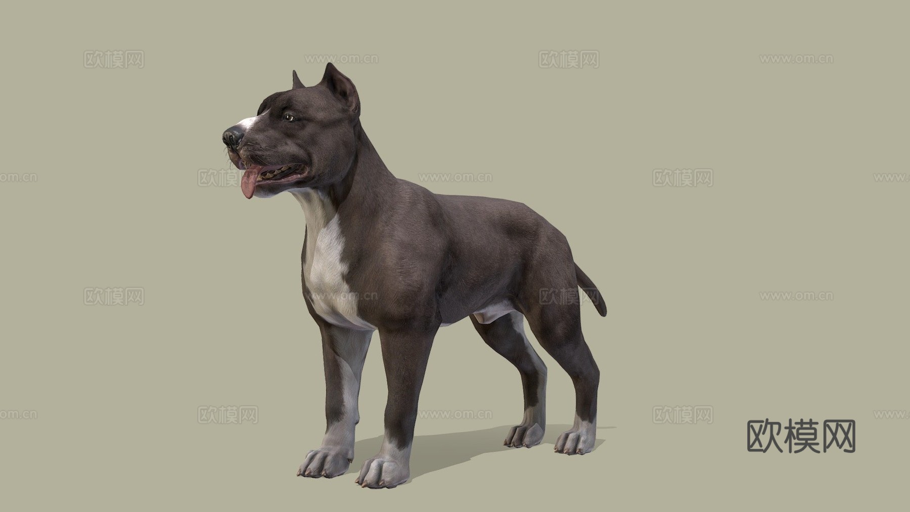 狗-比特犬3d模型