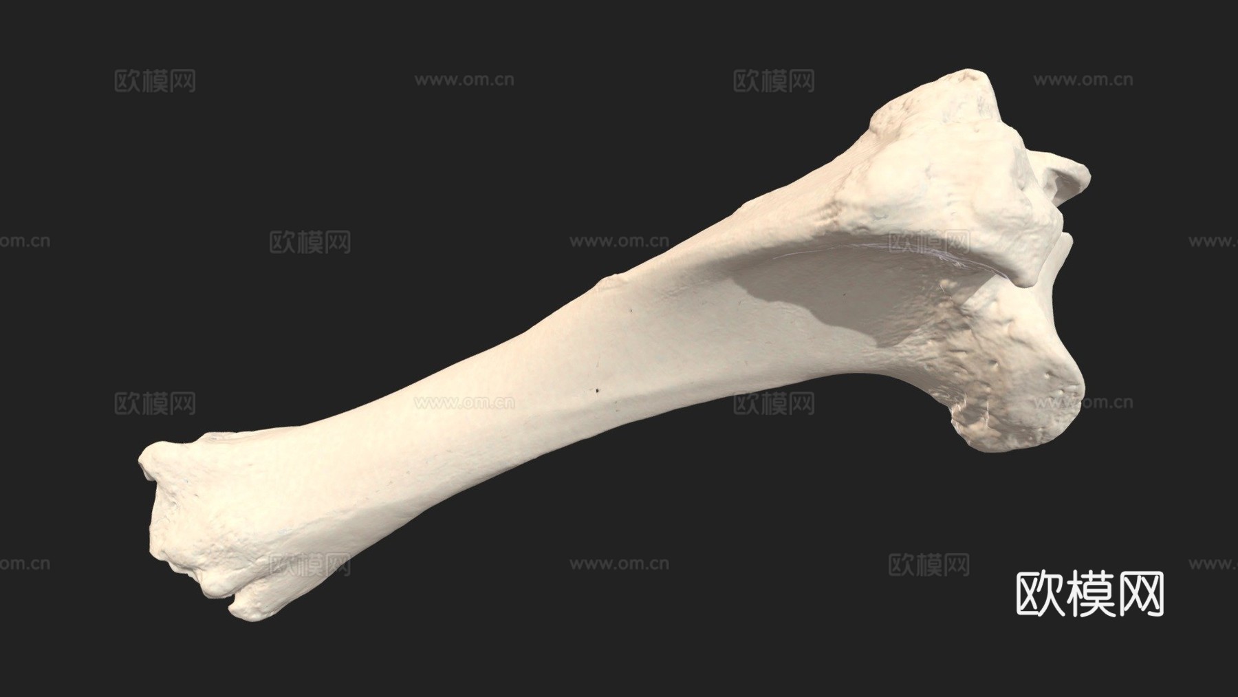 胫骨牛3d模型