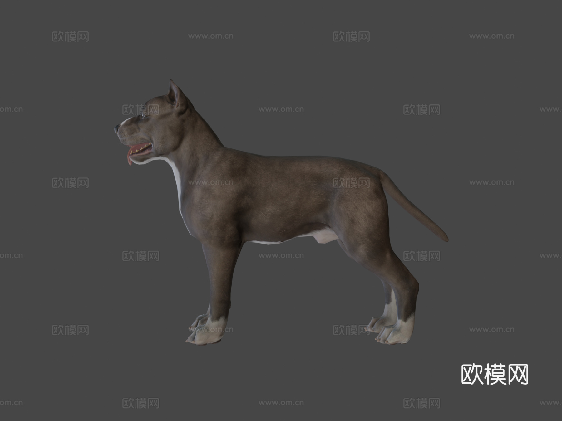 狗-比特犬3d模型