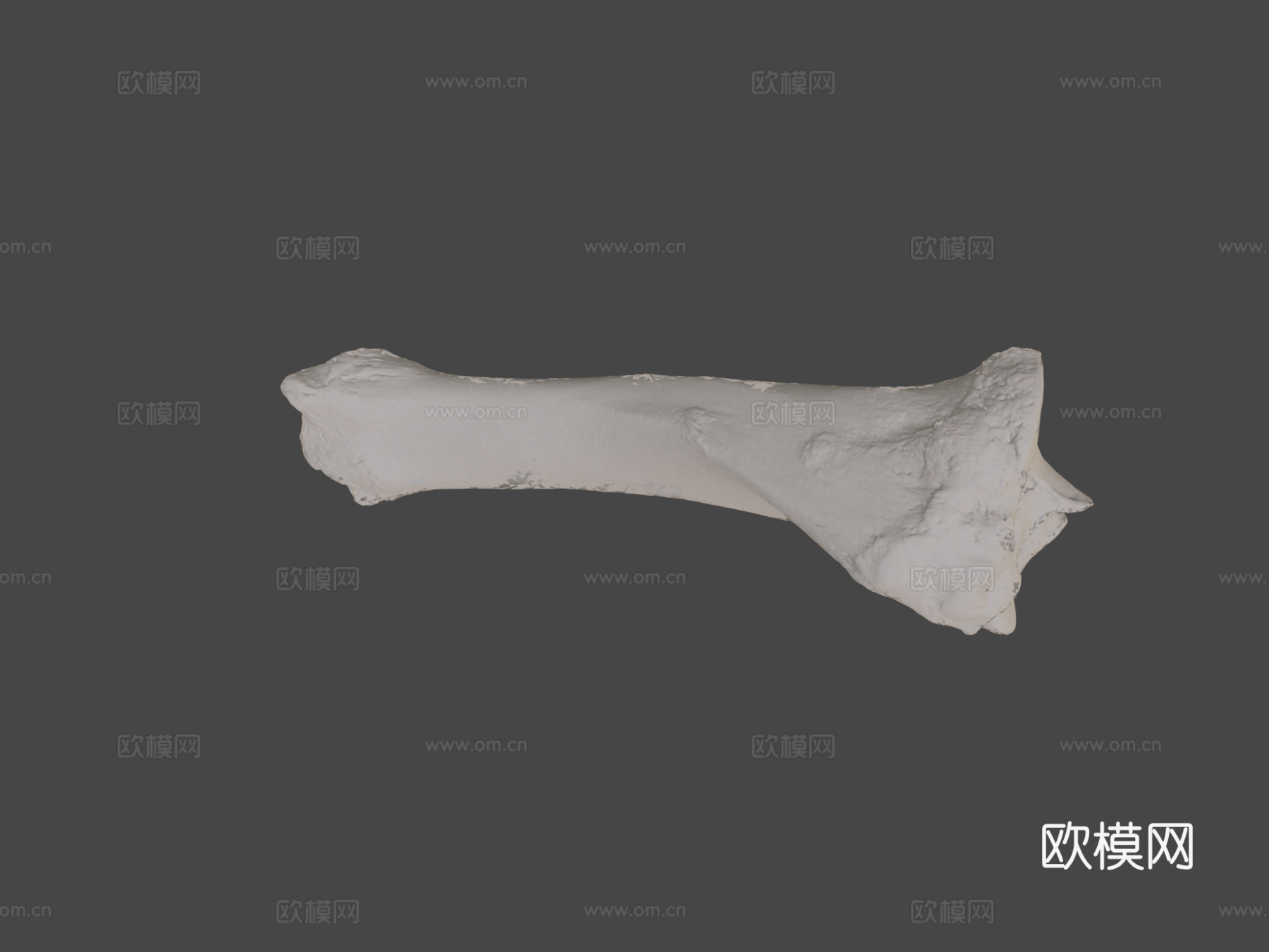 胫骨牛3d模型
