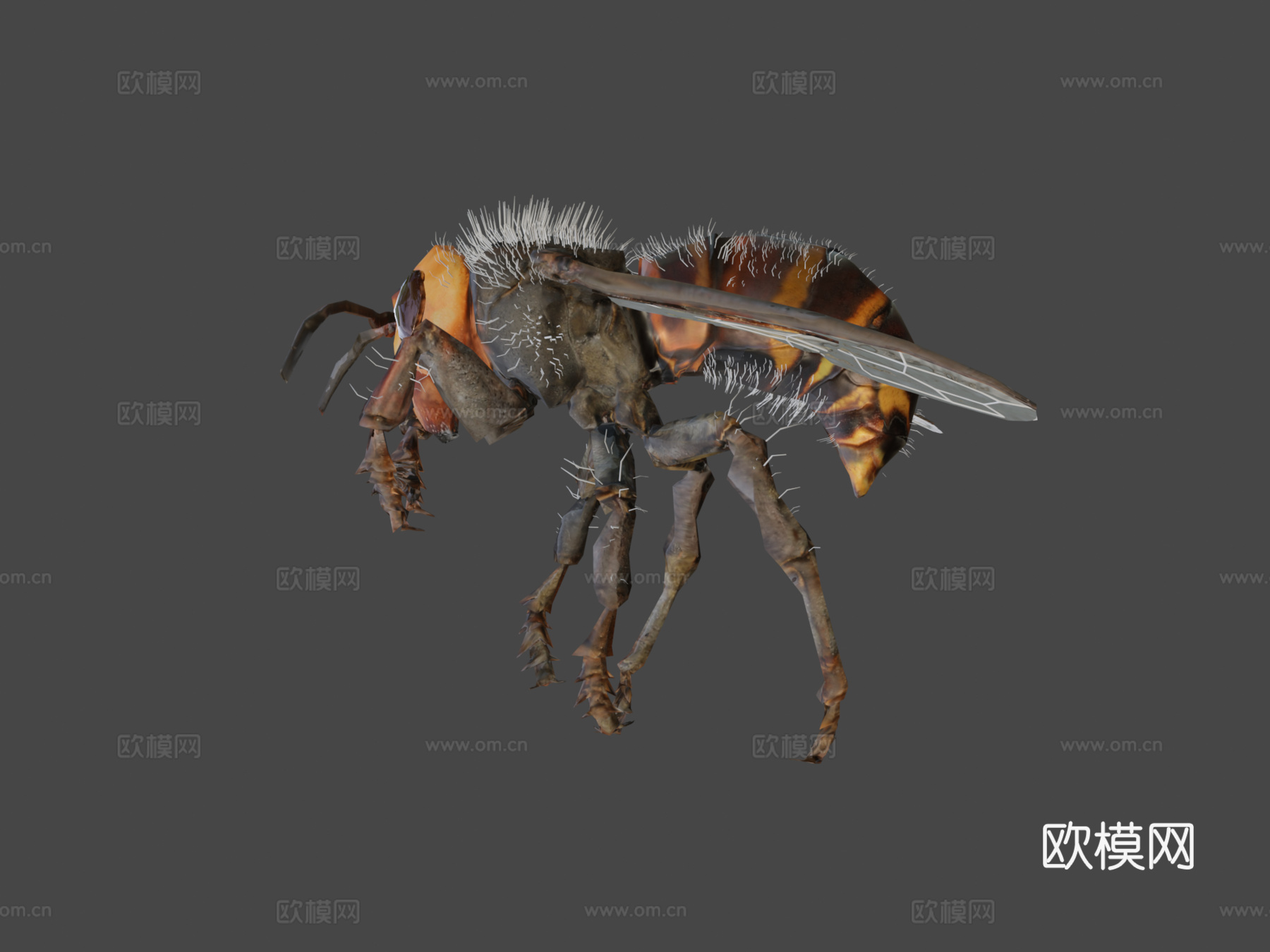 蜜蜂3d模型