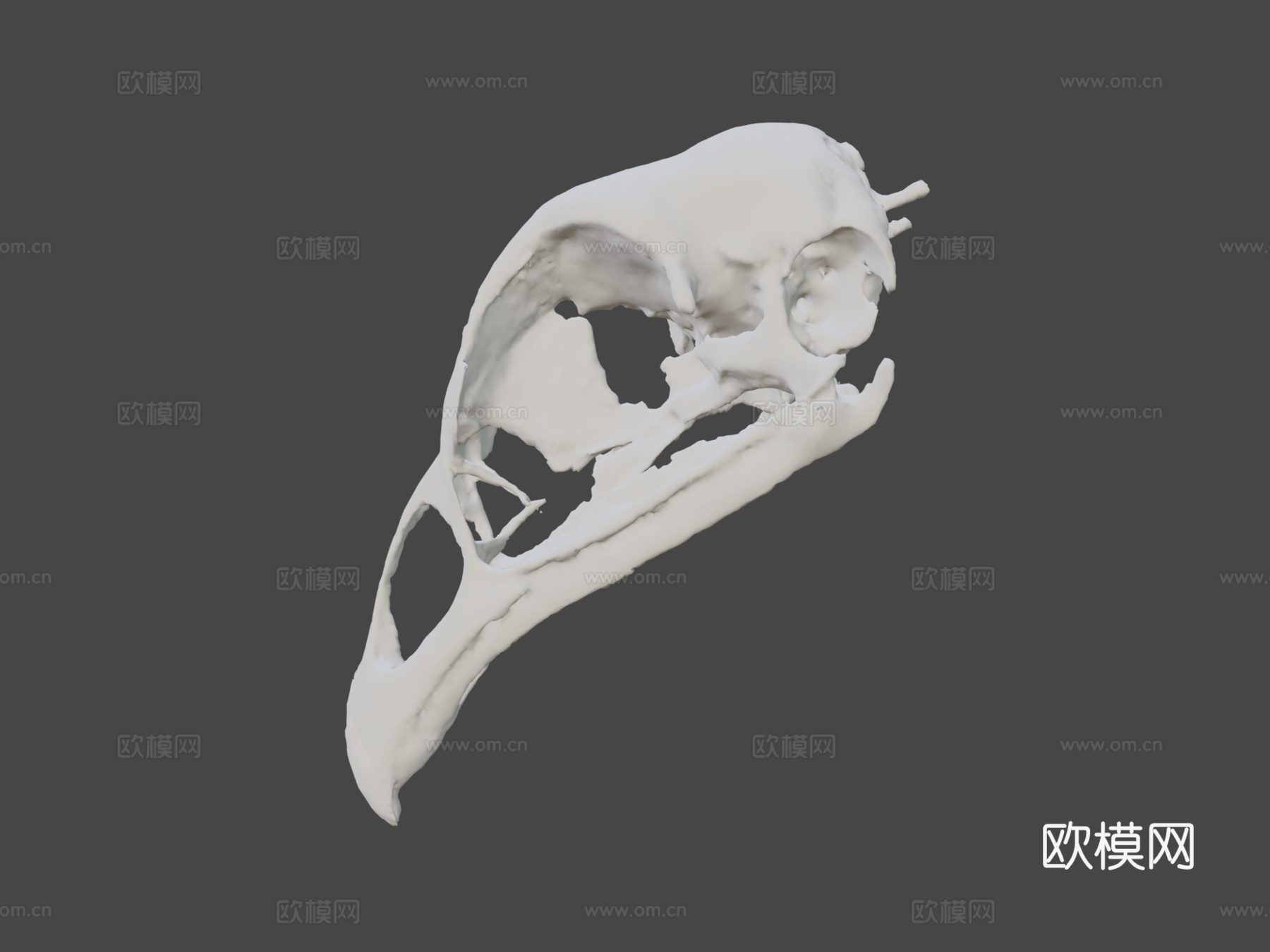 鸡头骨3d模型