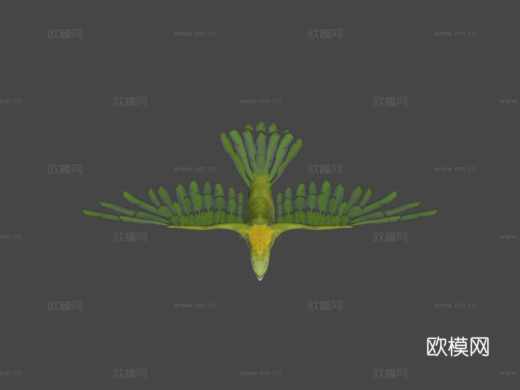 绿鹦鹉3d模型