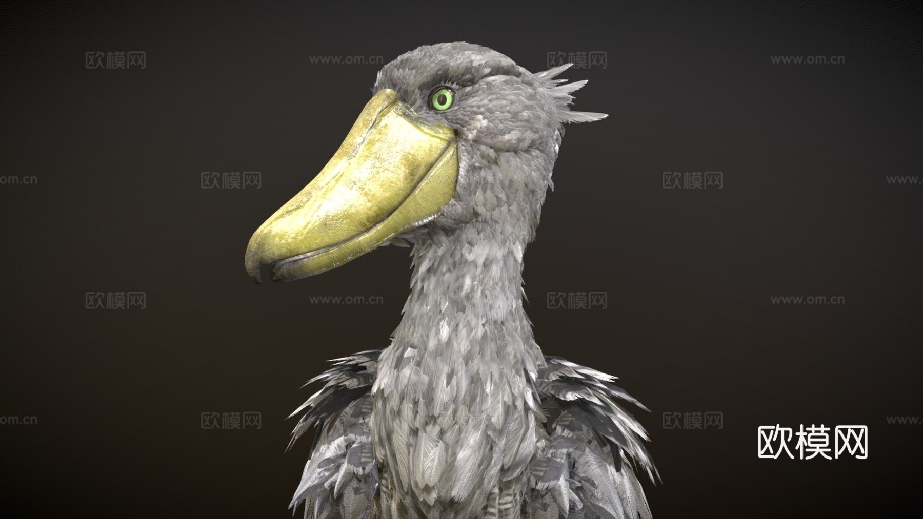 鲸头鹳3d模型