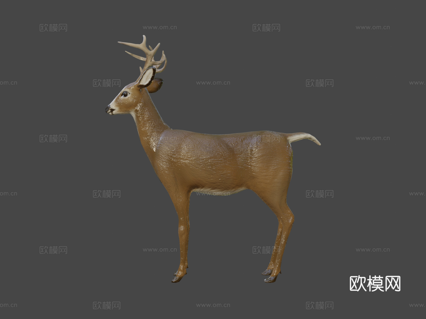 小鹿2.03d模型