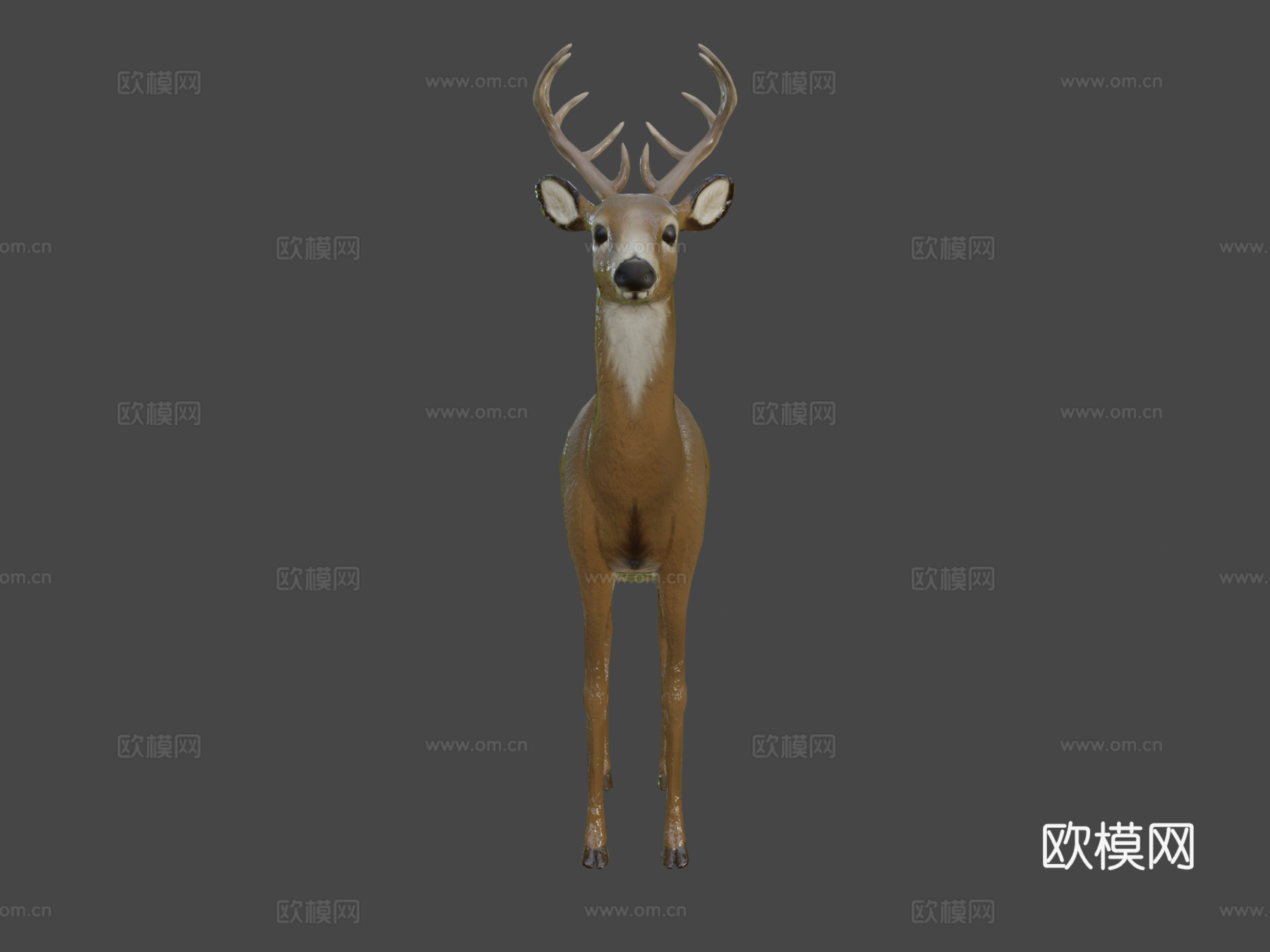 小鹿2.03d模型
