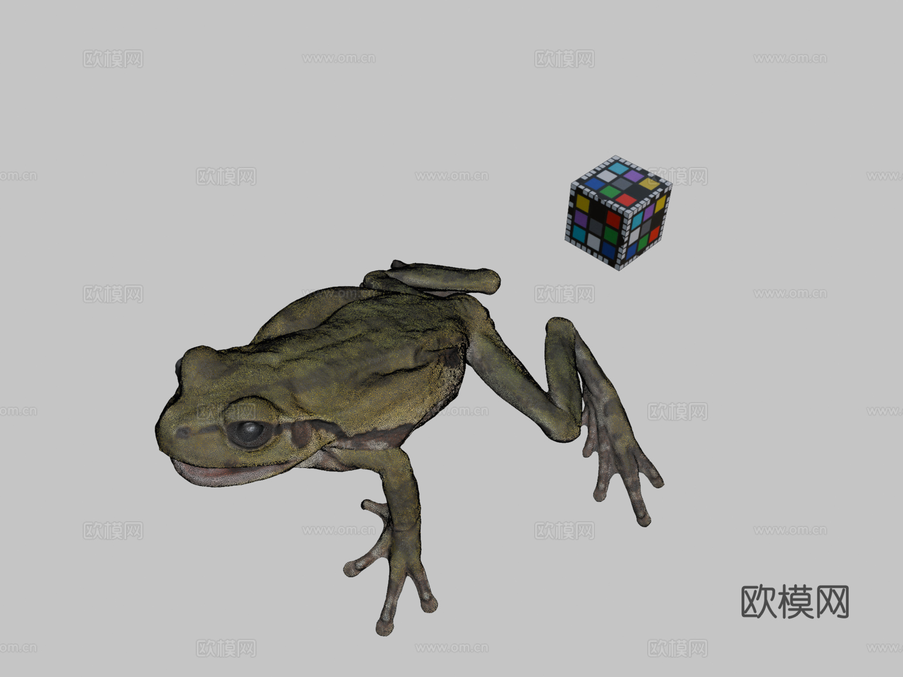 CC0日本树蛙?日本树蛙，D.japonicus3d模型