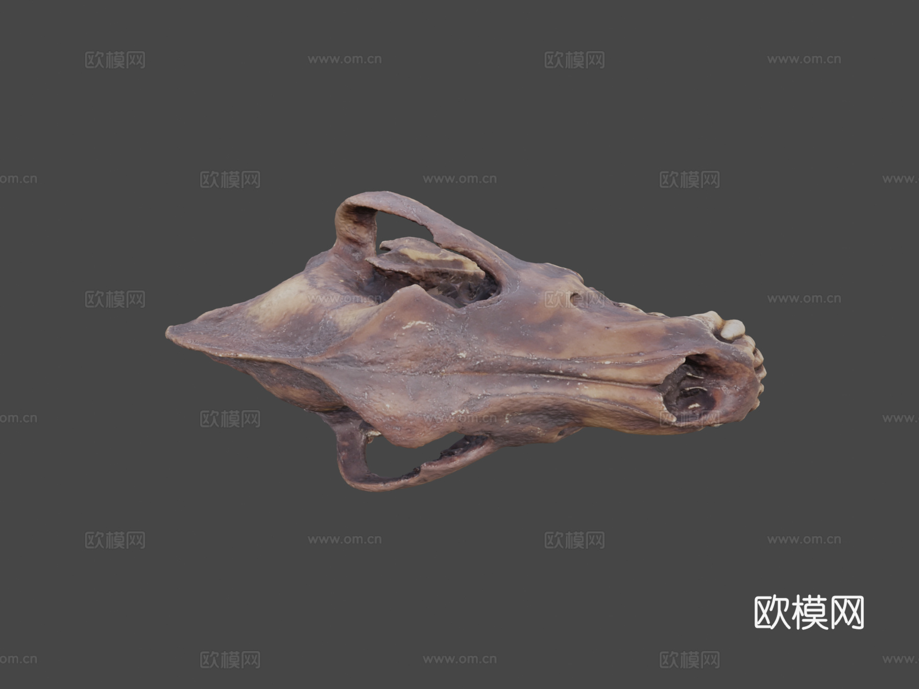 恐狼头骨3d模型