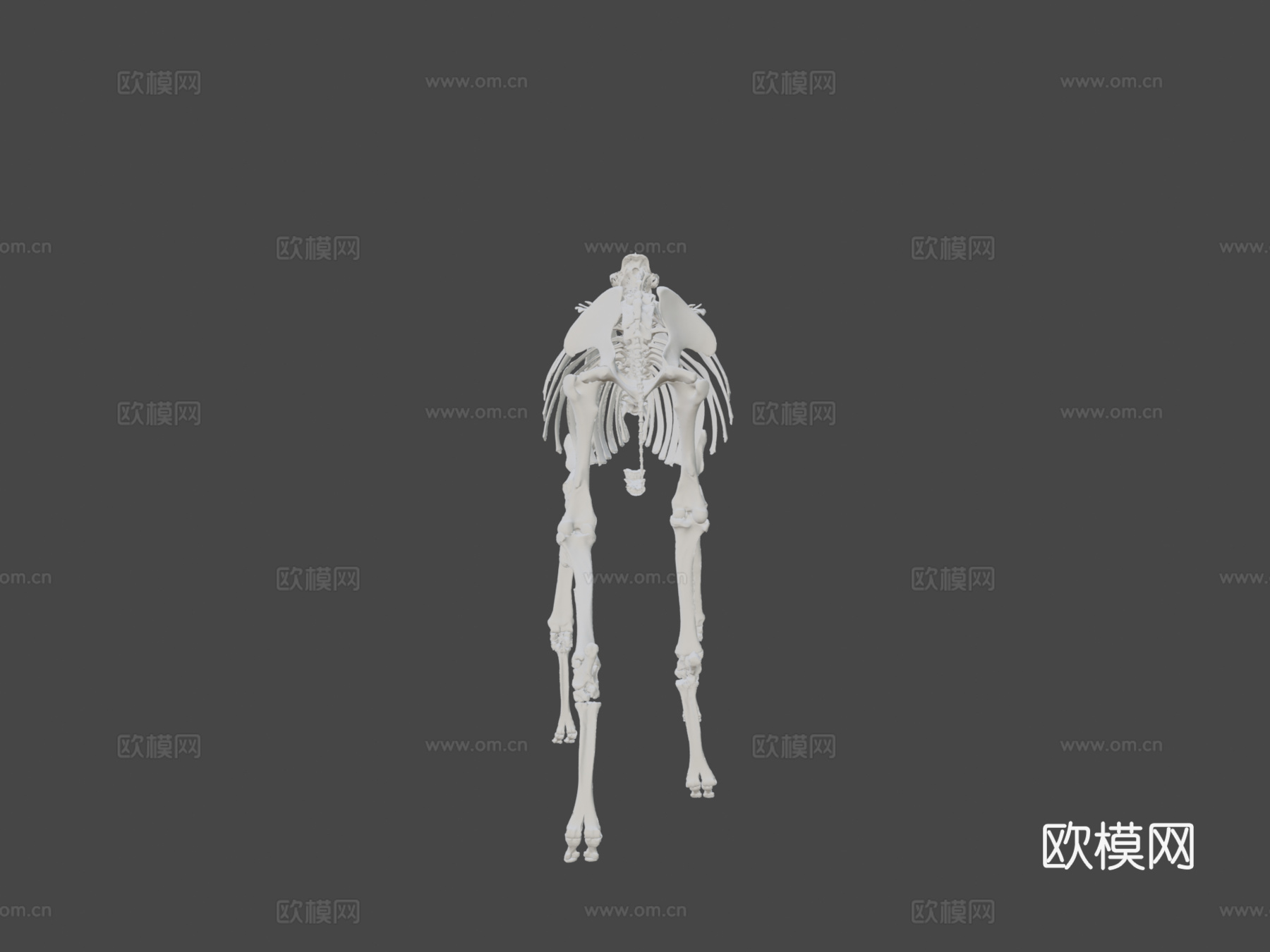 IMNH R-1007骆驼3d模型