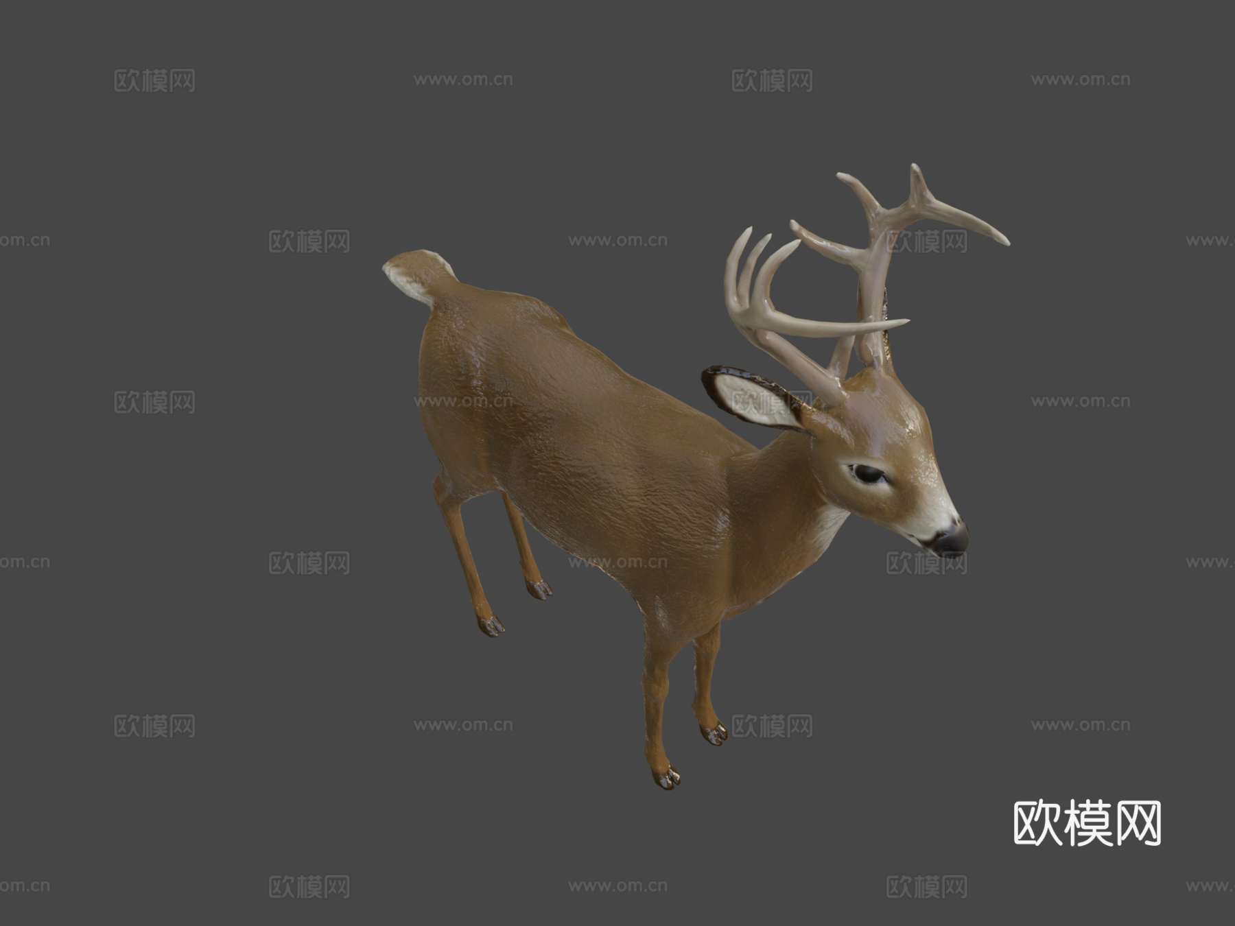 小鹿2.03d模型