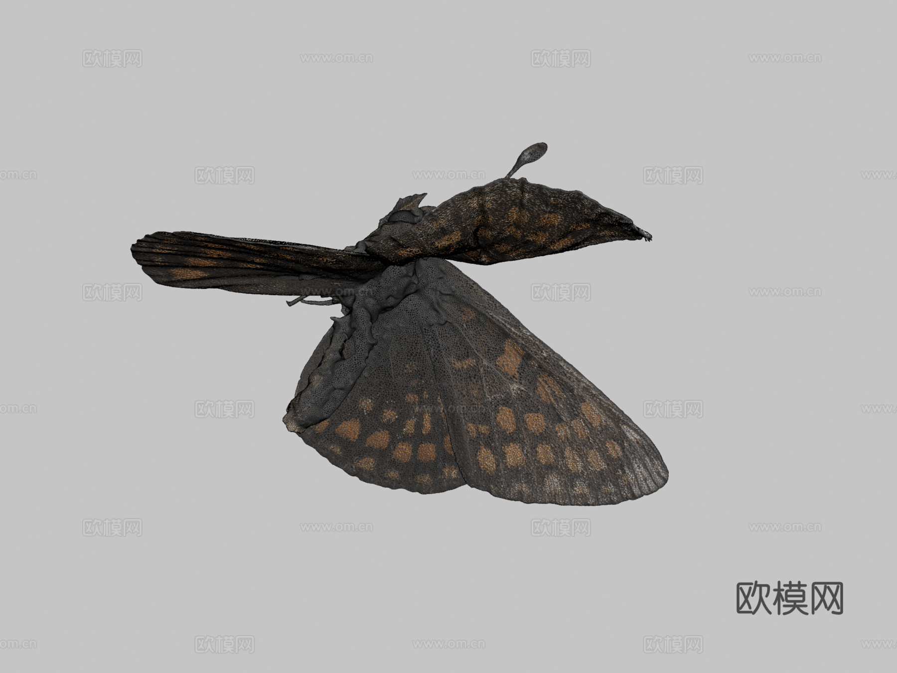 荨麻蛱蝶(自然历史数字档案DiNArDa)3d模型
