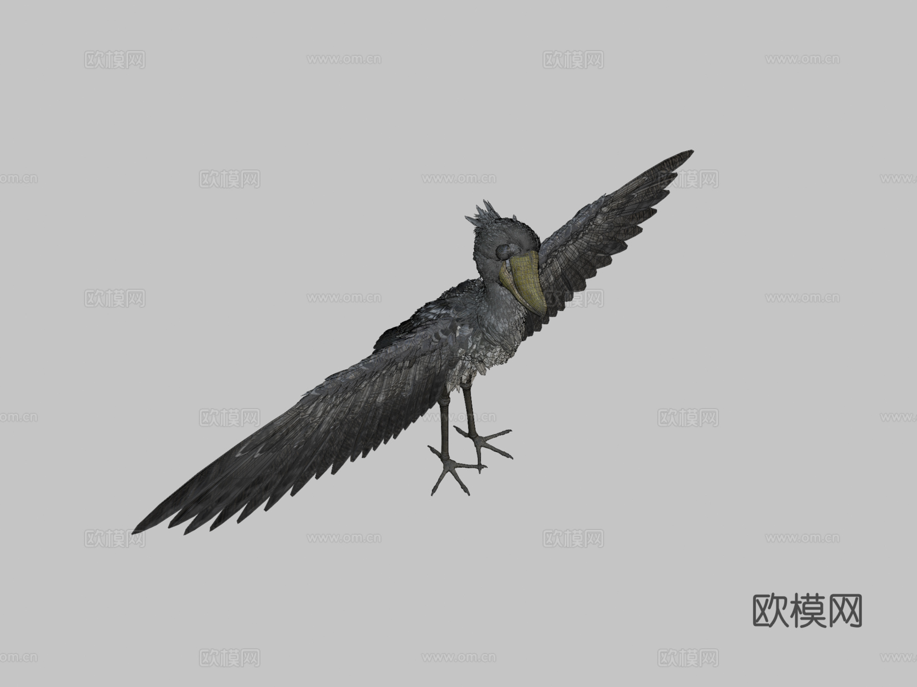 鲸头鹳3d模型
