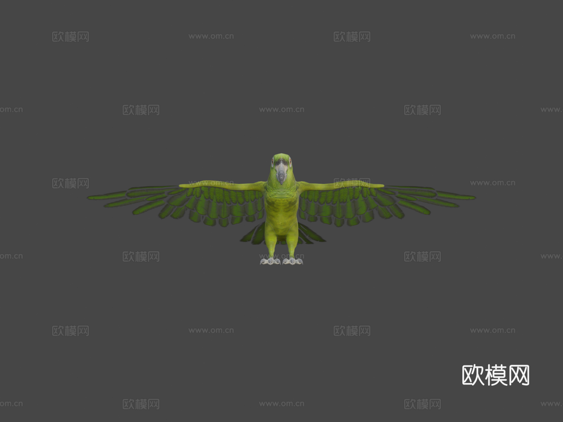 绿鹦鹉3d模型