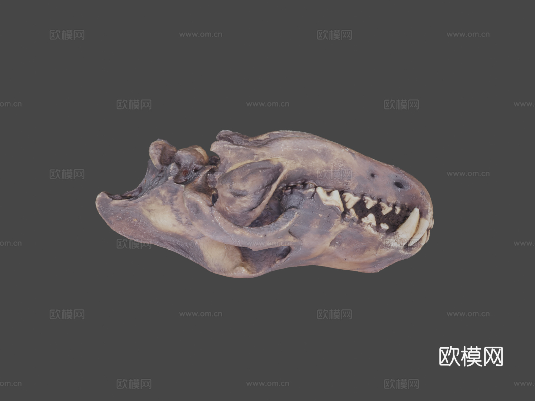 恐狼头骨3d模型