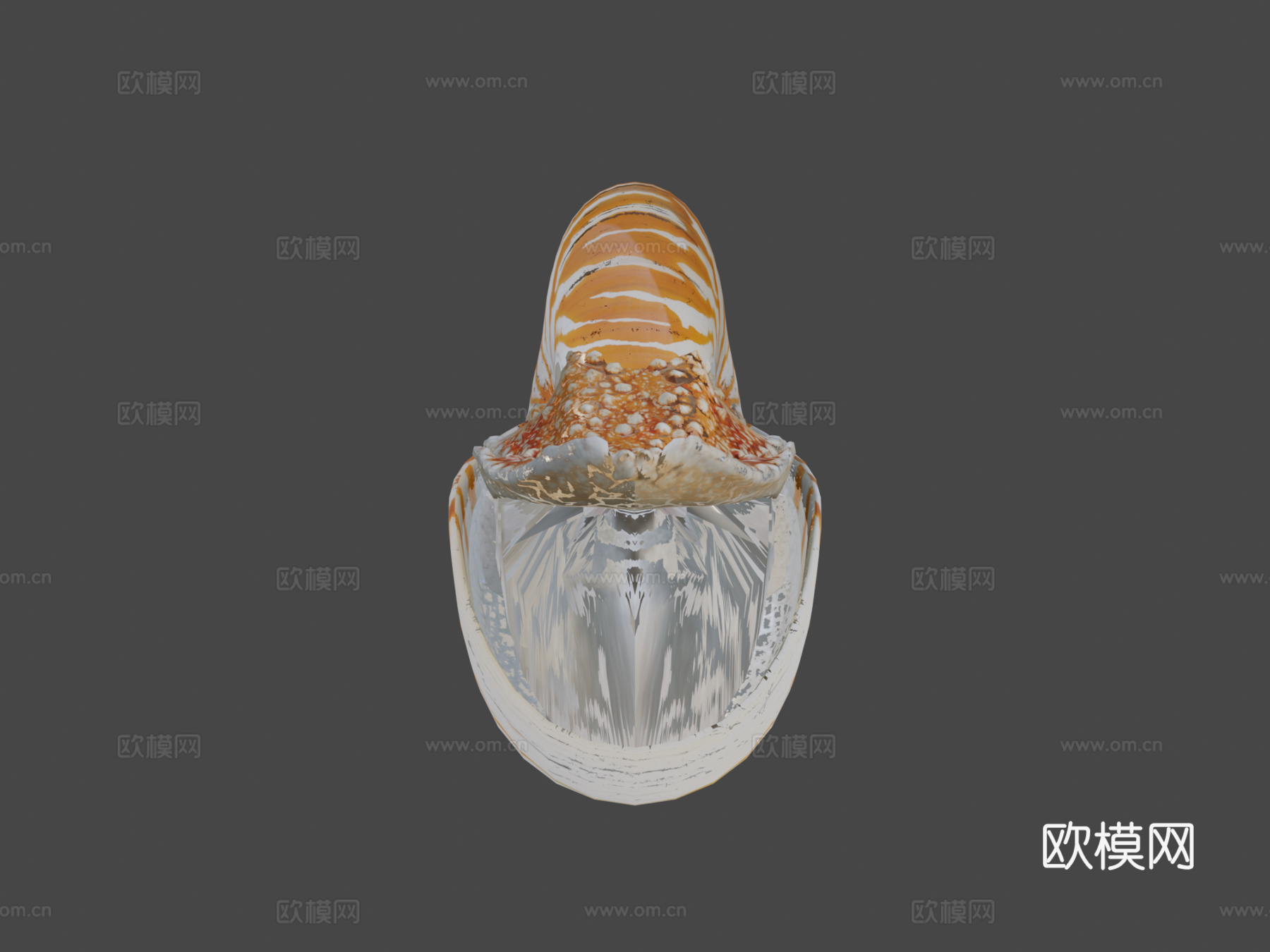 鹦鹉螺3d模型