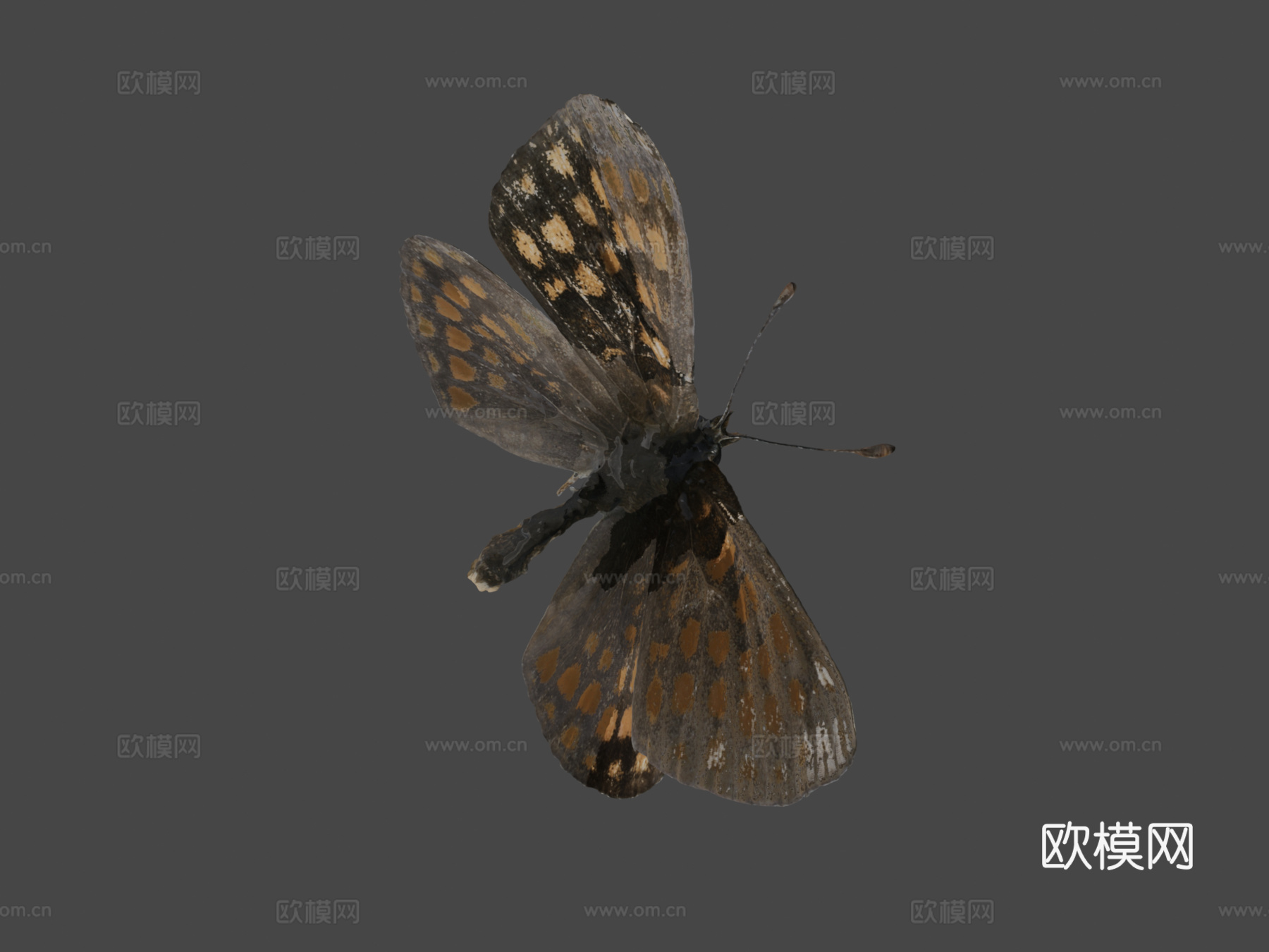荨麻蛱蝶(自然历史数字档案DiNArDa)3d模型