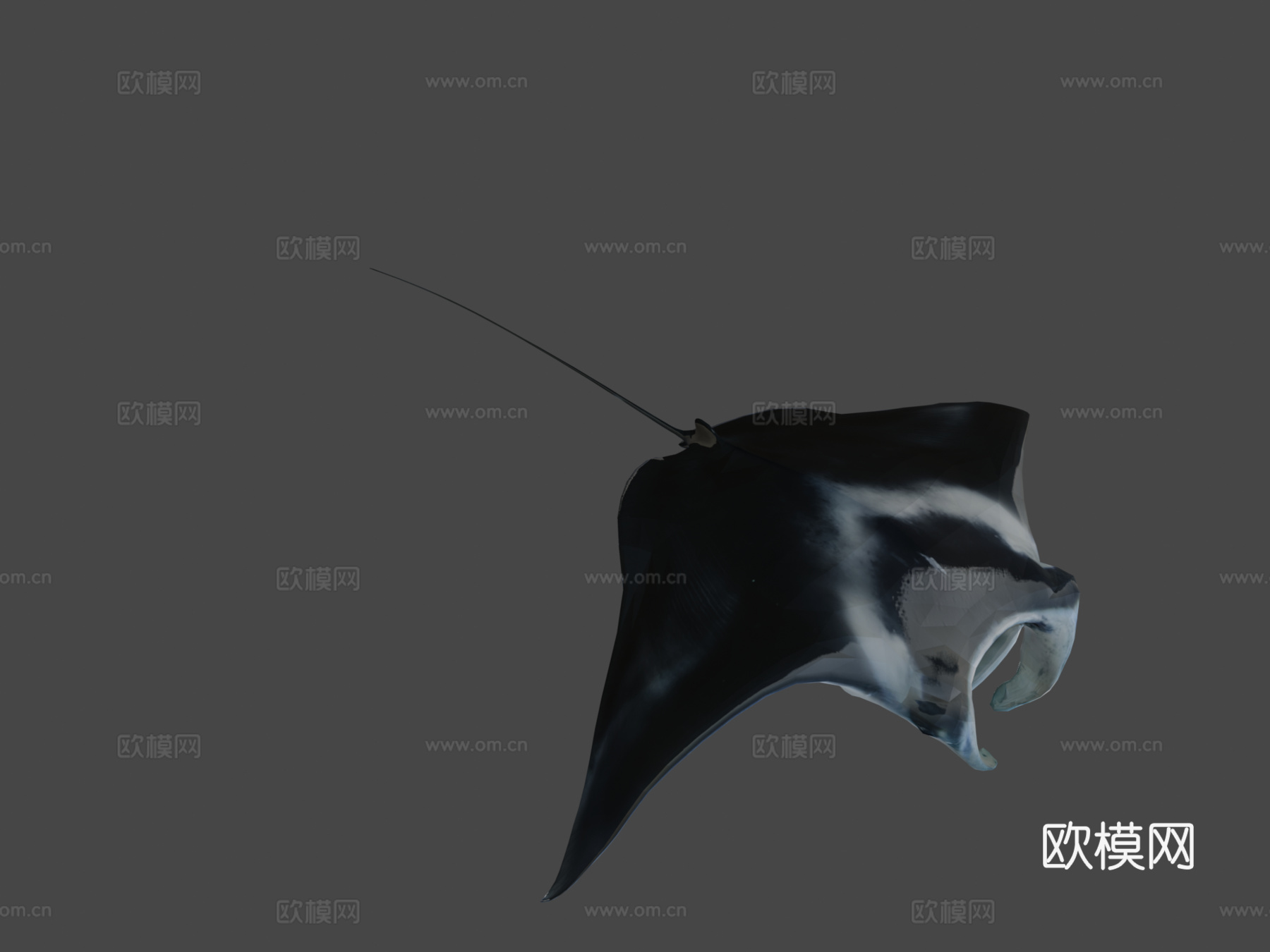 巨型蝠鲼（旧版1）3d模型