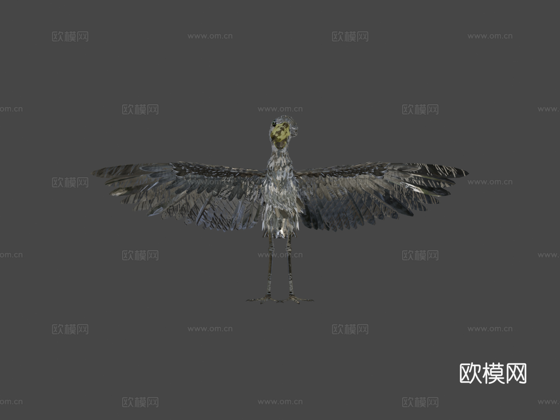鲸头鹳3d模型