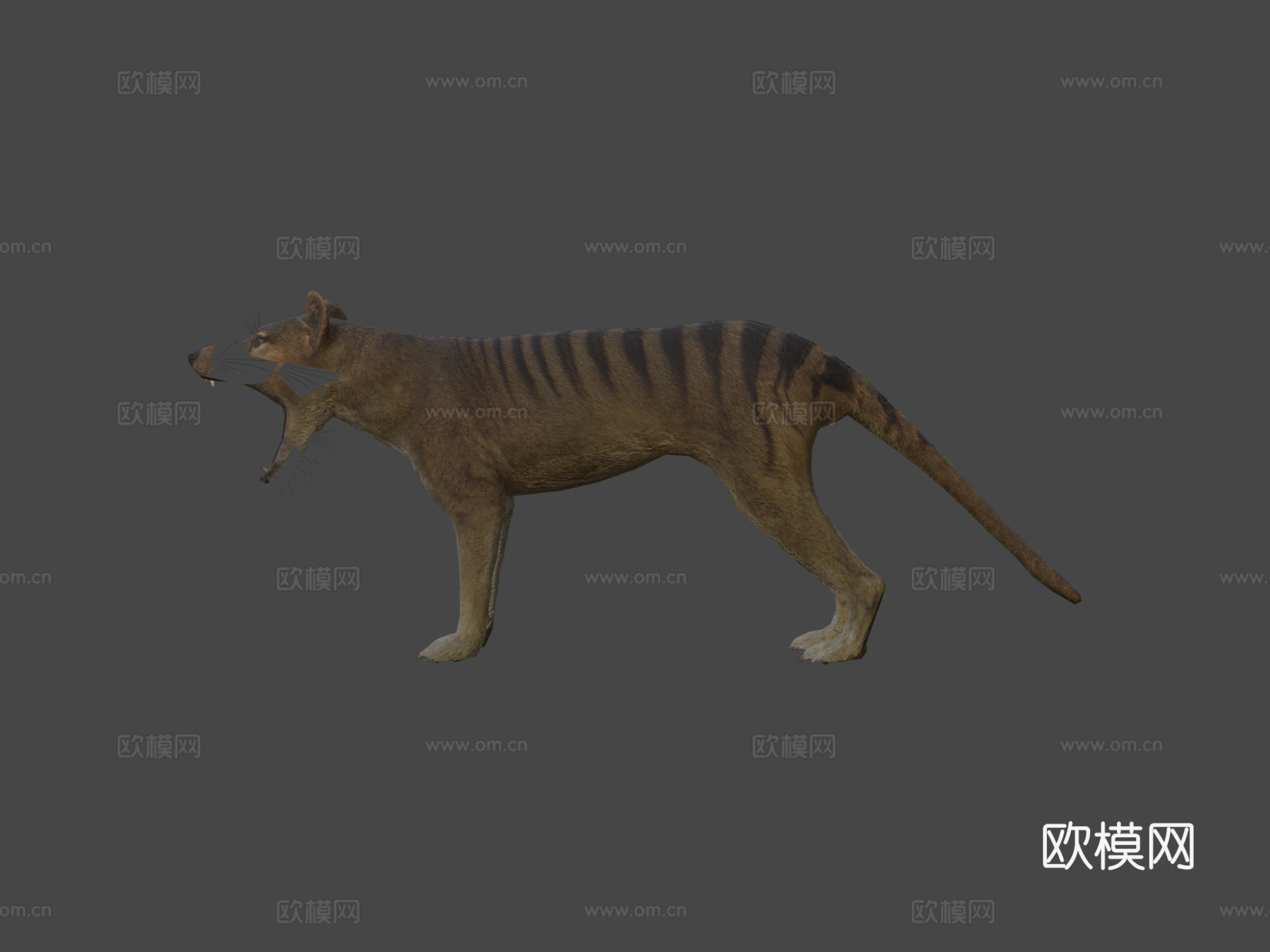 袋狼预览3d模型
