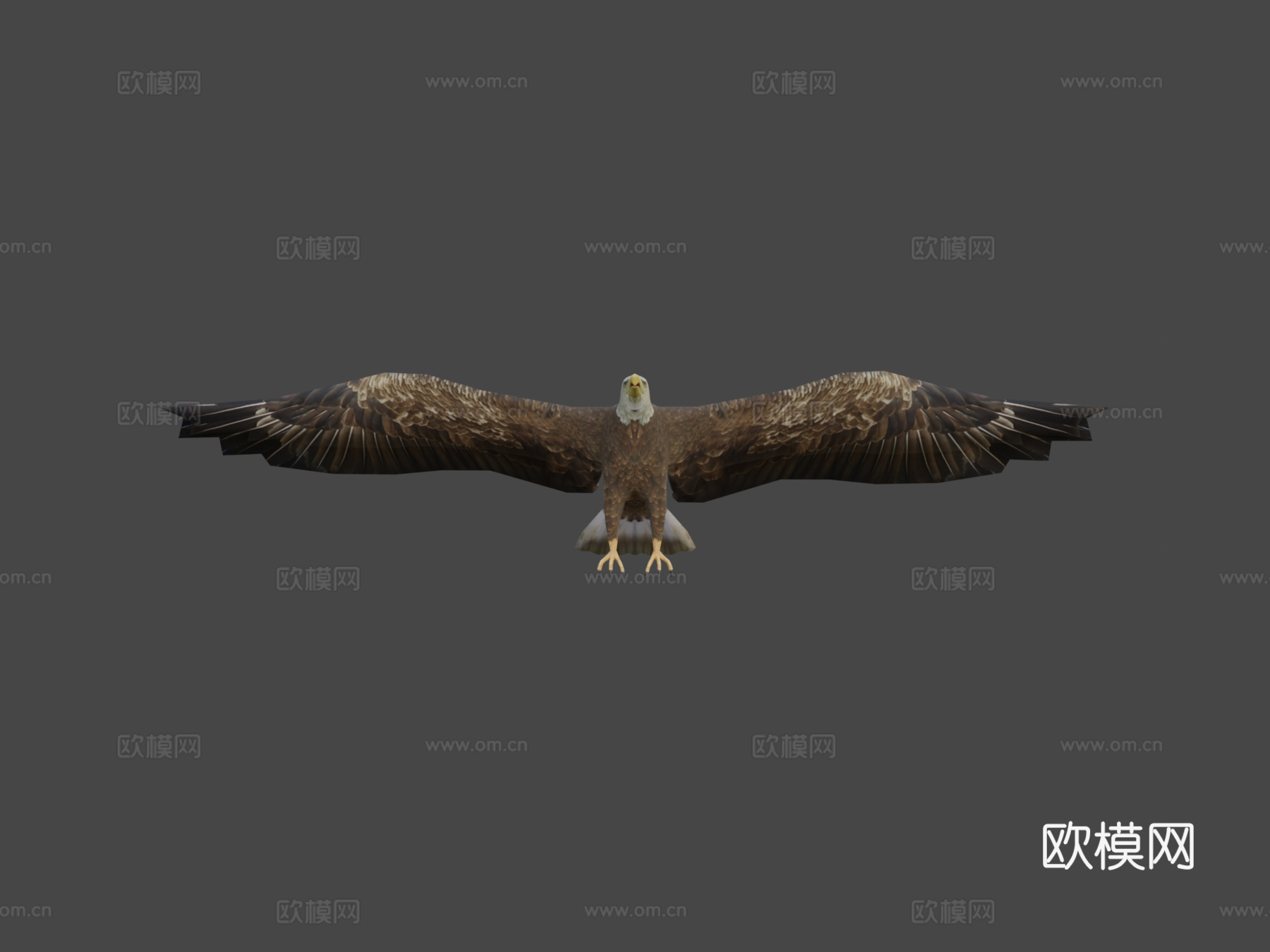 DRT-鸟类与小动物-鹰3d模型