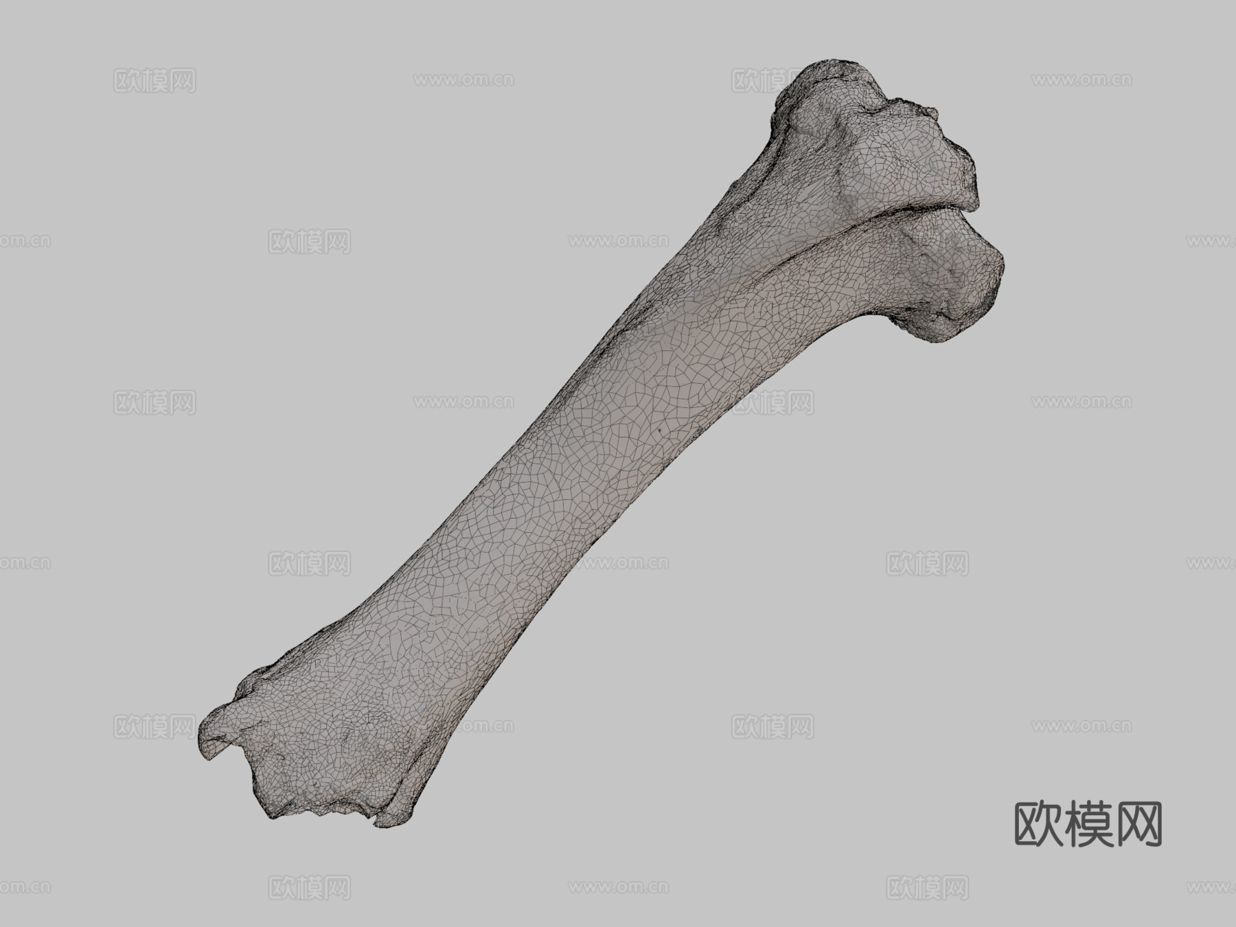 胫骨牛3d模型
