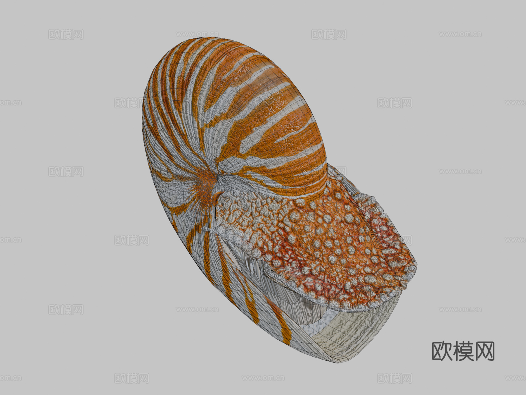 鹦鹉螺3d模型