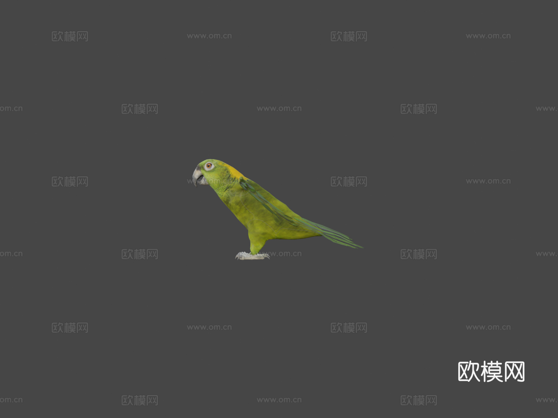 绿鹦鹉3d模型