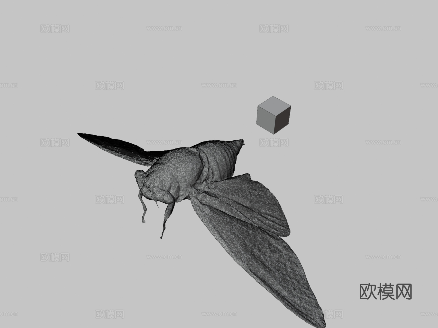 CC0黑熊蝉黑巨蝉3d模型