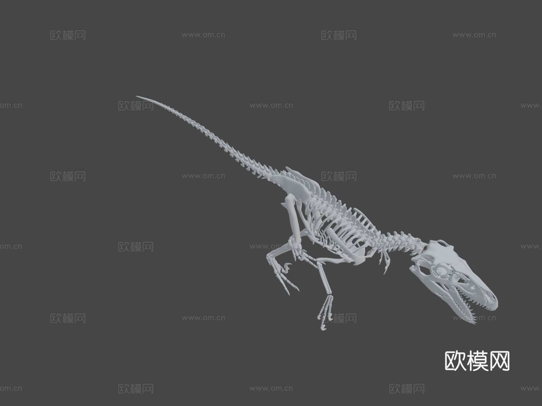 犹他盗龙骨架3d模型