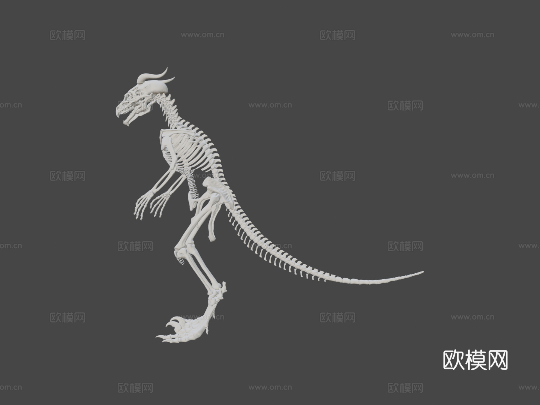 希扎斯里解剖参考-骨骼3d模型
