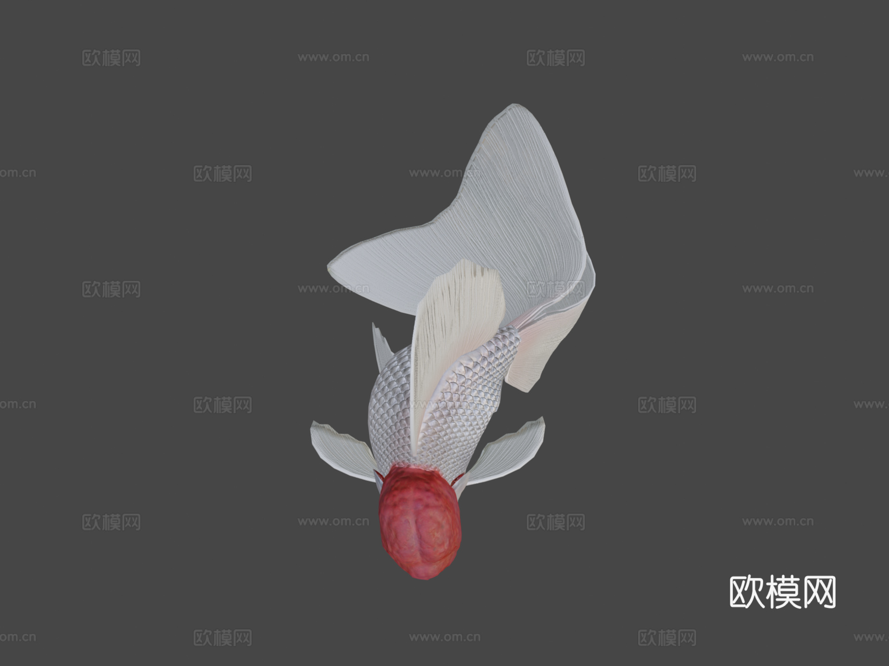 红帽兰寿金鱼3d模型