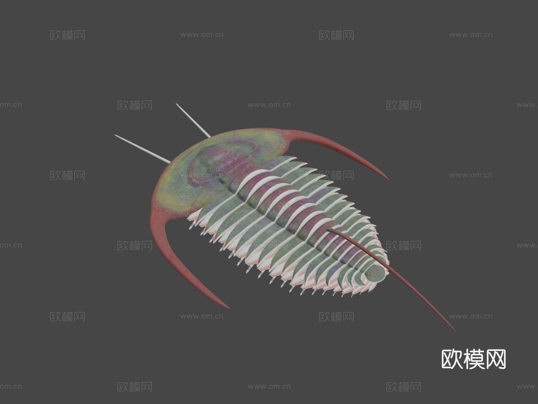 中间型始莱德利基虫3d模型