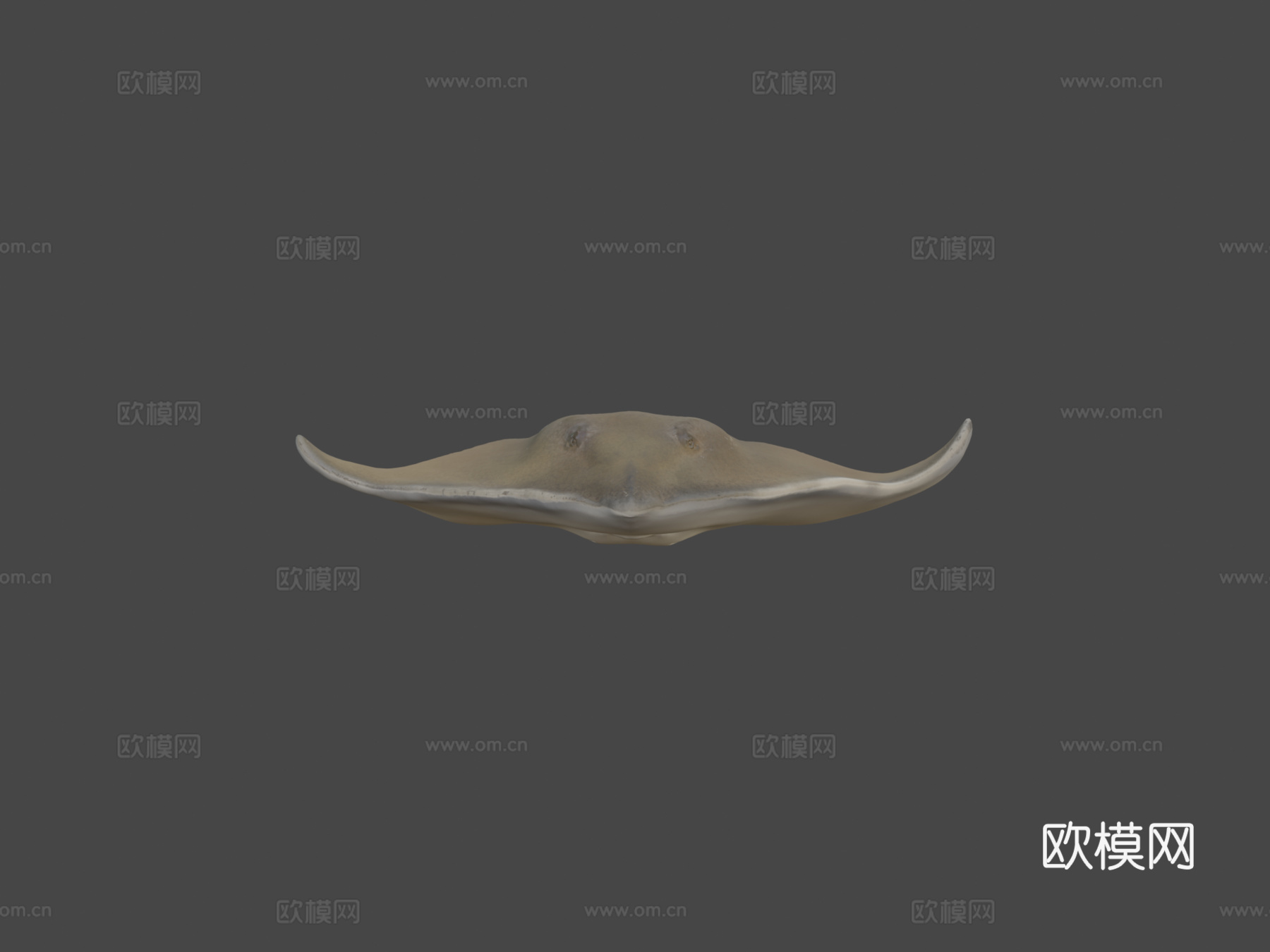普通黄貂鱼3d模型