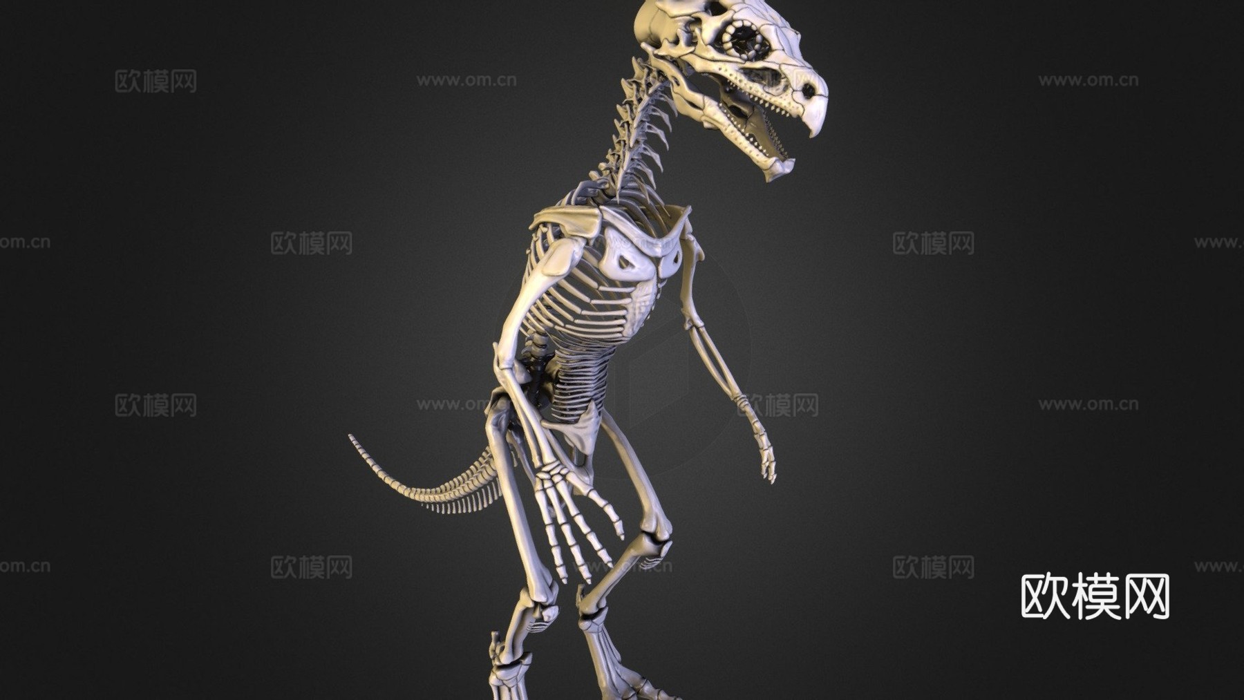 希扎斯里解剖参考-骨骼3d模型