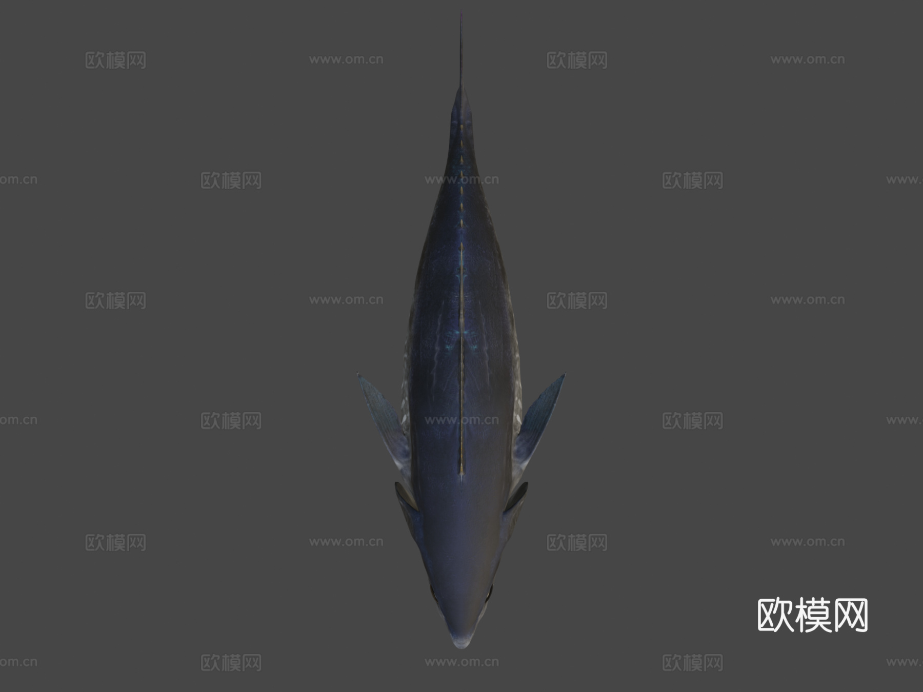 蓝鳍金枪鱼3d模型