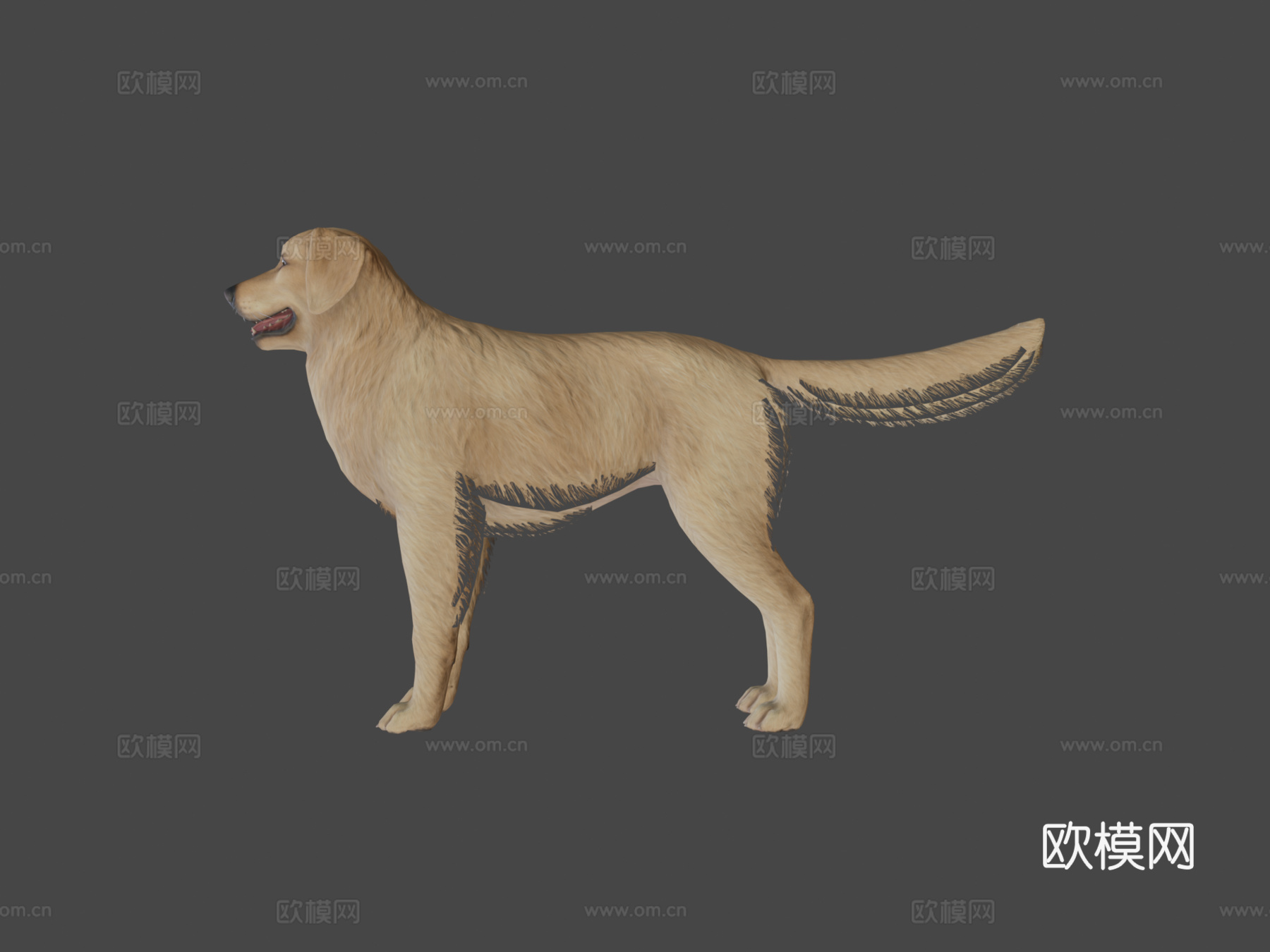 狗-金毛寻回犬v23d模型