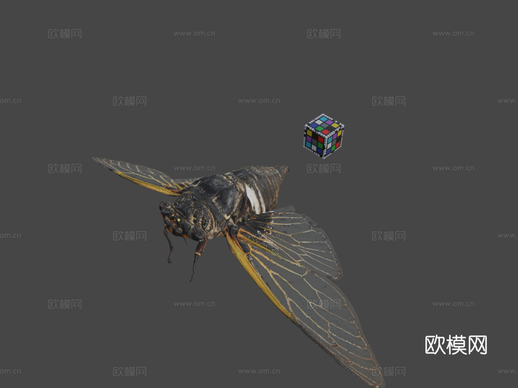 CC0黑熊蝉黑巨蝉3d模型