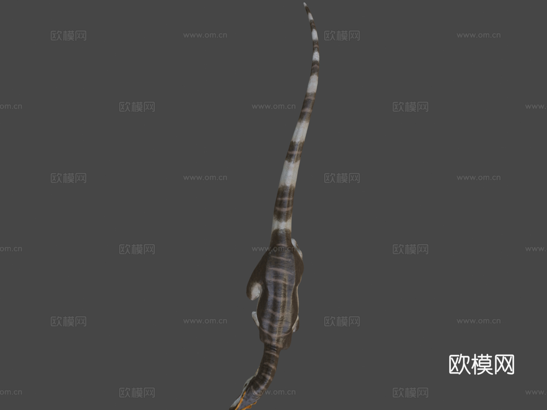 脆弱异特龙3d模型