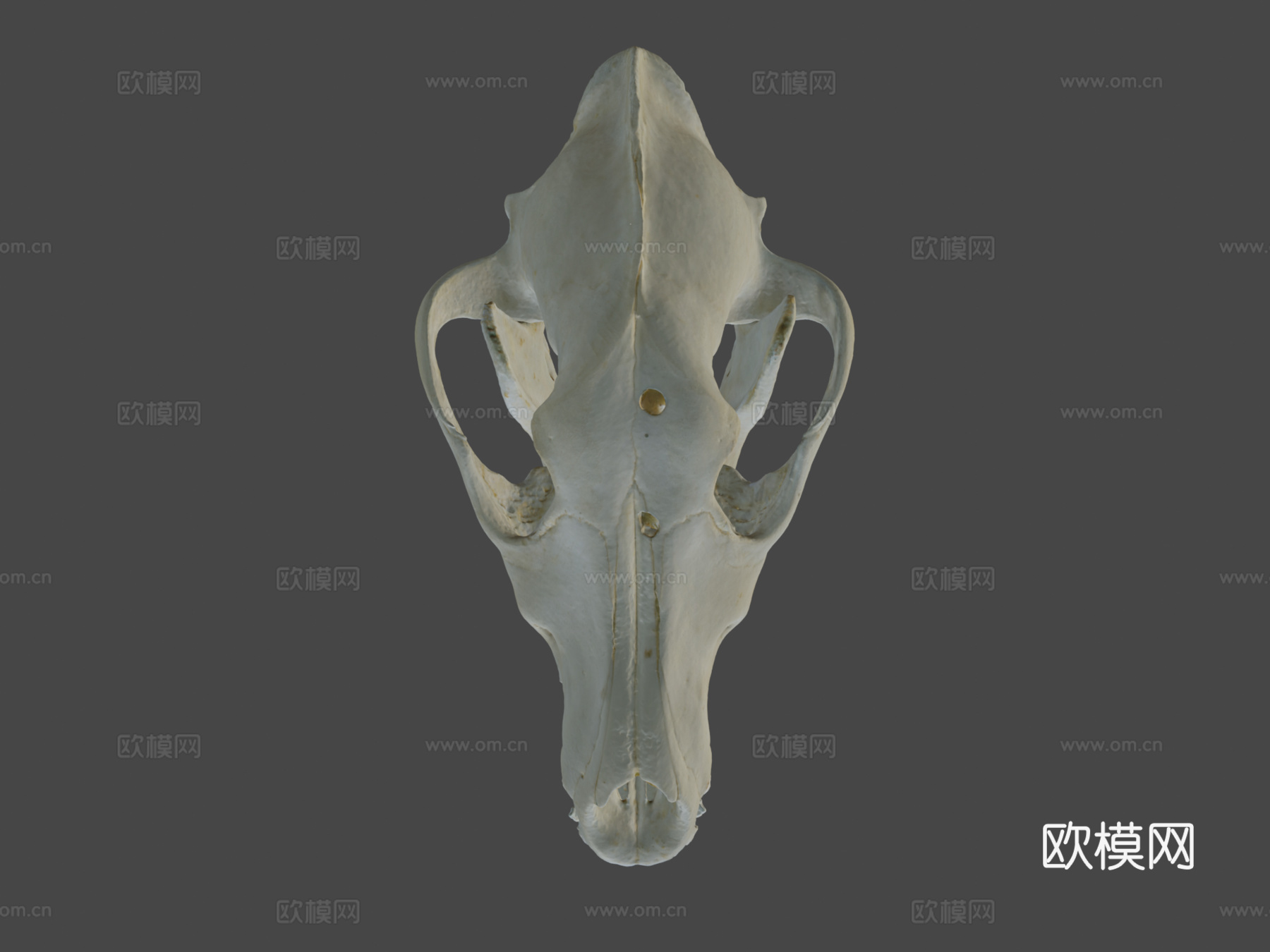 狼头骨3d模型