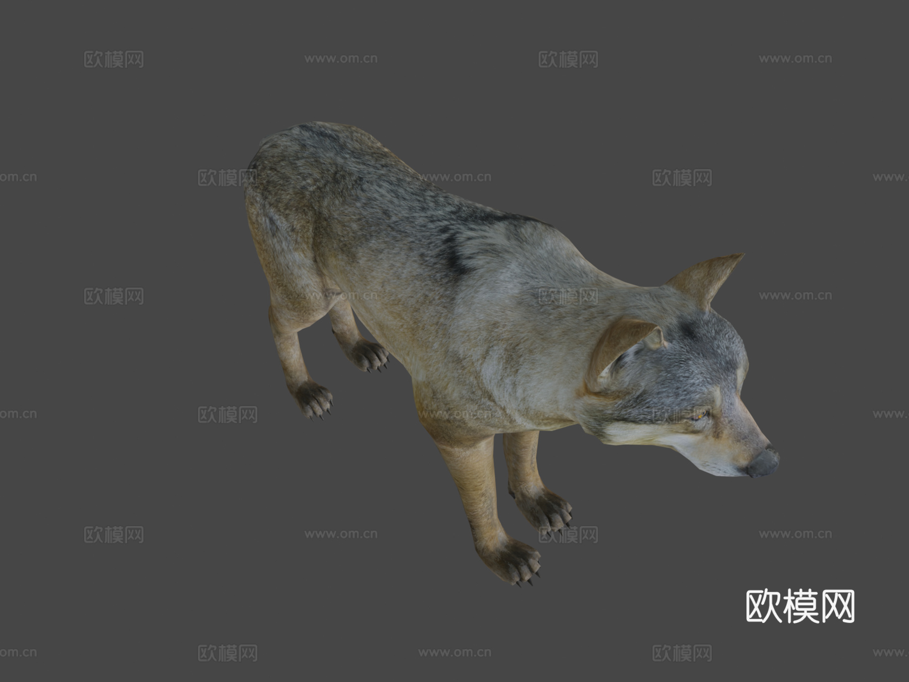 公狼3d模型