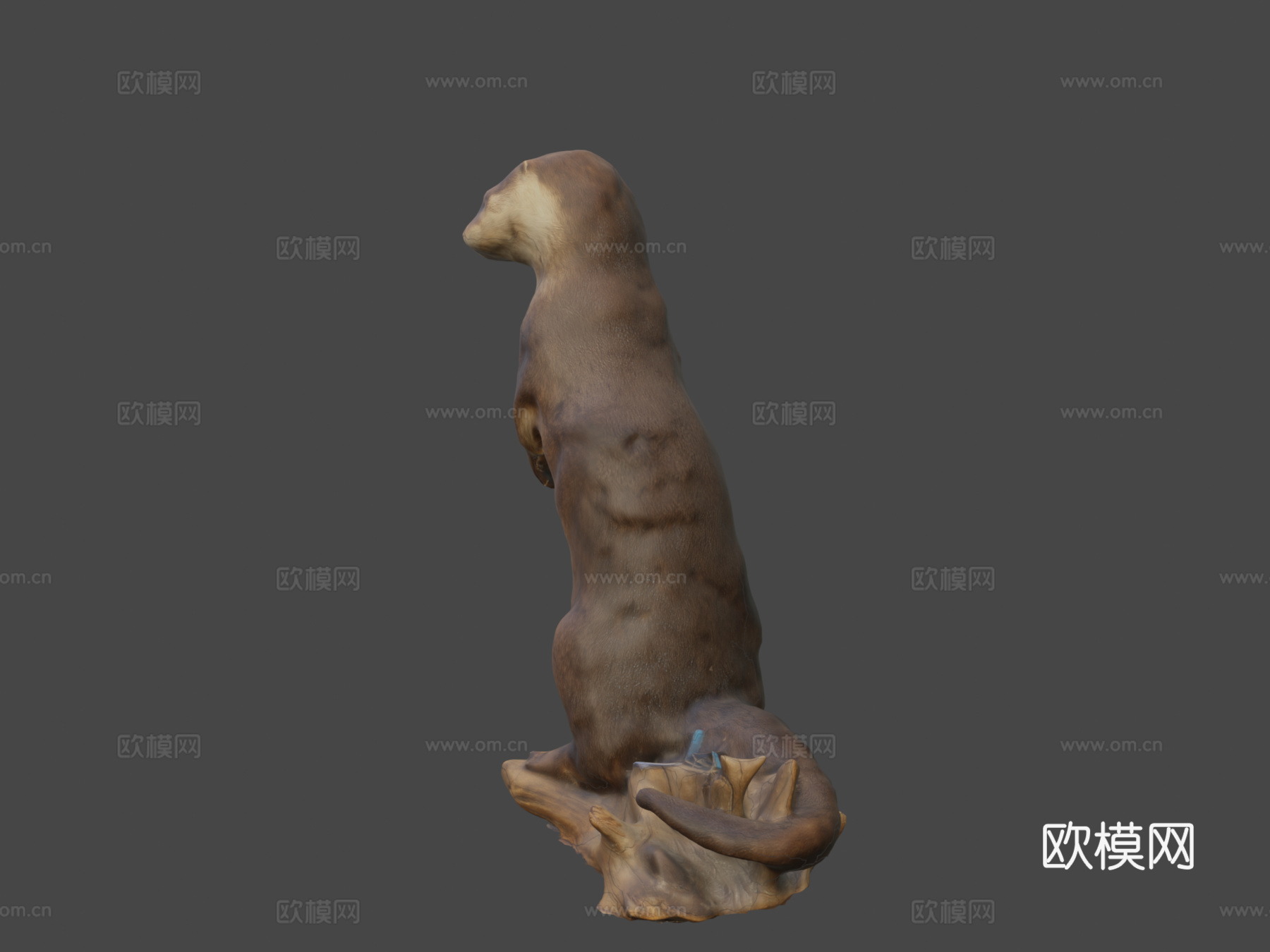河獭(带声音)(约翰·菲诺(半人马座))3d模型