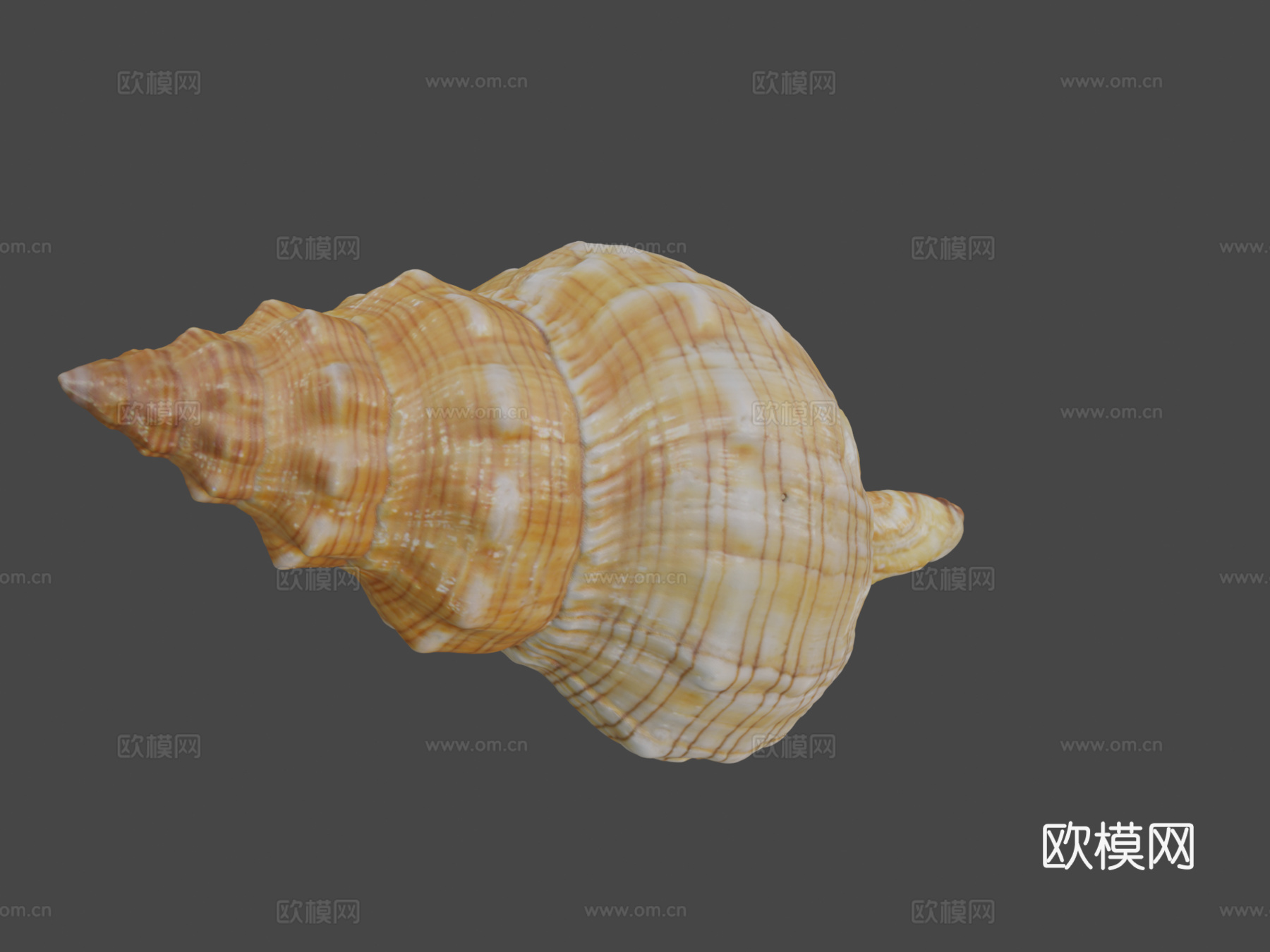 丝状马螺3d模型