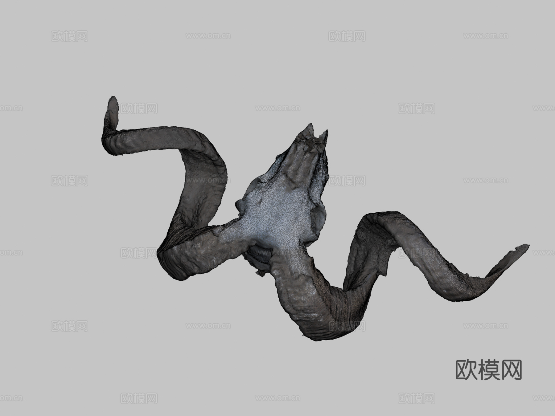 公羊头骨3d模型