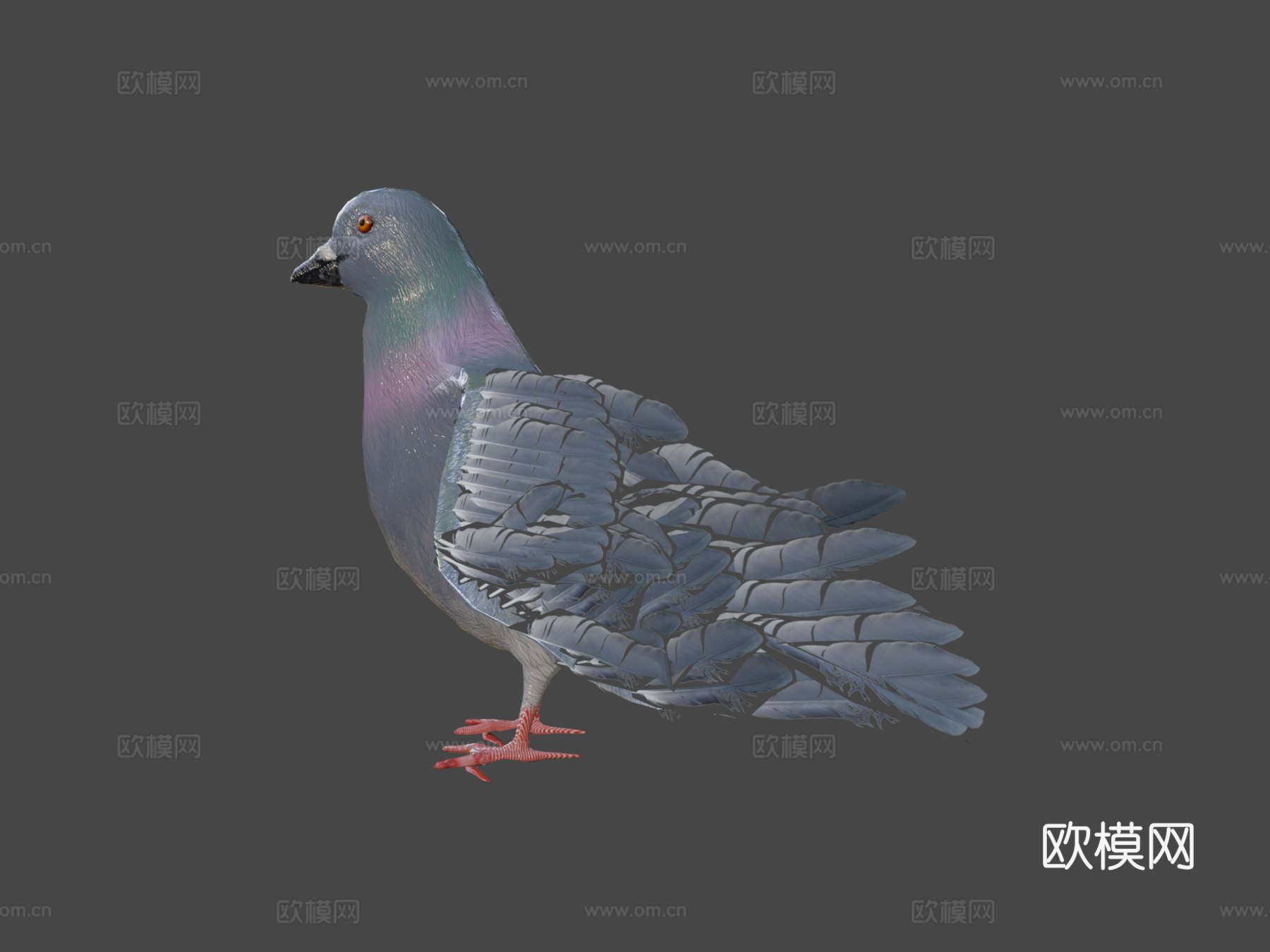 鸽子3d模型