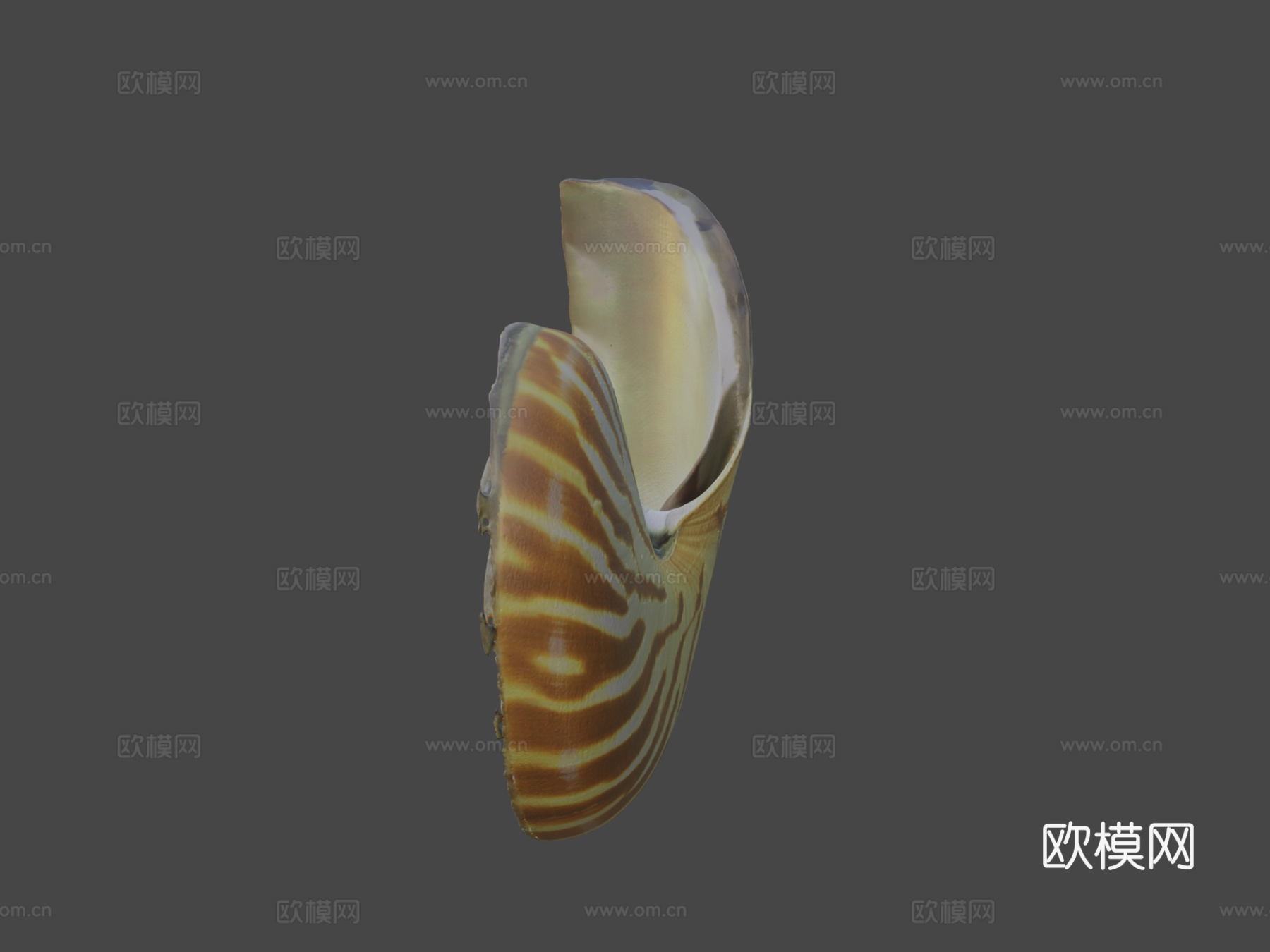 鹦鹉螺3d模型